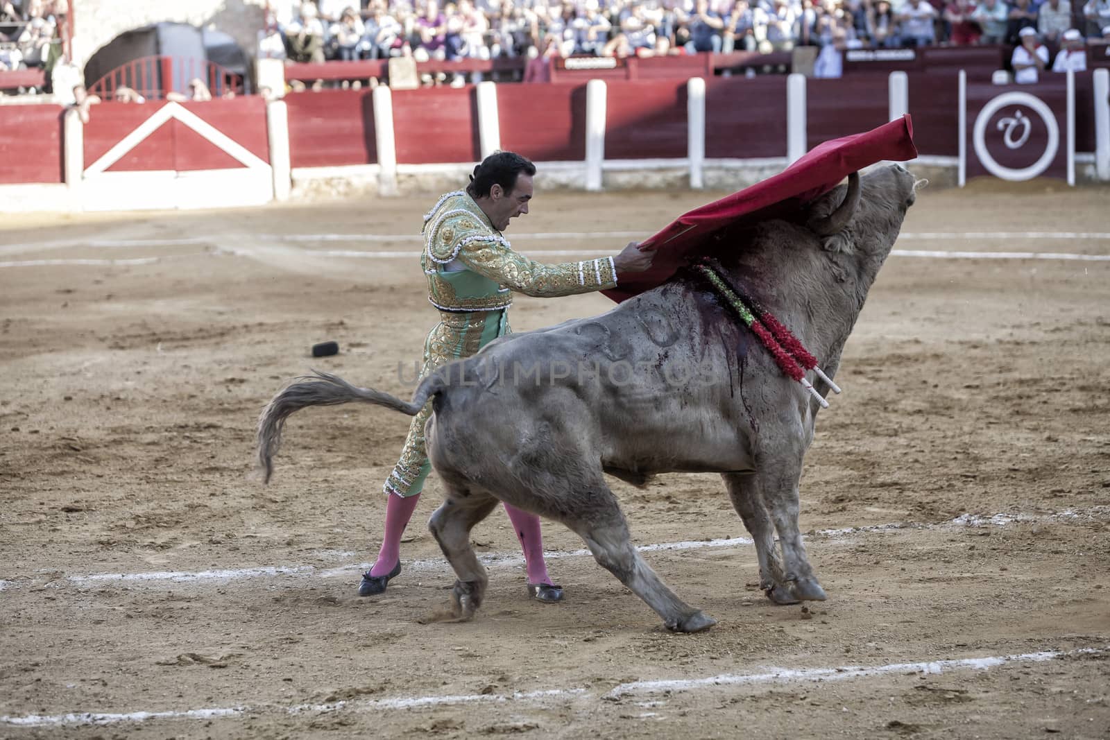 Ubeda, Jaen province, SPAIN - 29 september 2010: Spanish bullfighter Manuel Jesus with the cape bullfighting a bull of nearly 600 kg of grey ash during a bullfight held in Ubeda, Jaen province, Spain, 29 september 2010