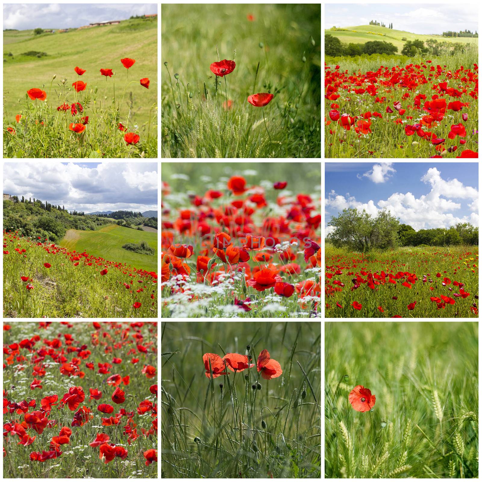 red poppies in Tuscany - collage by miradrozdowski