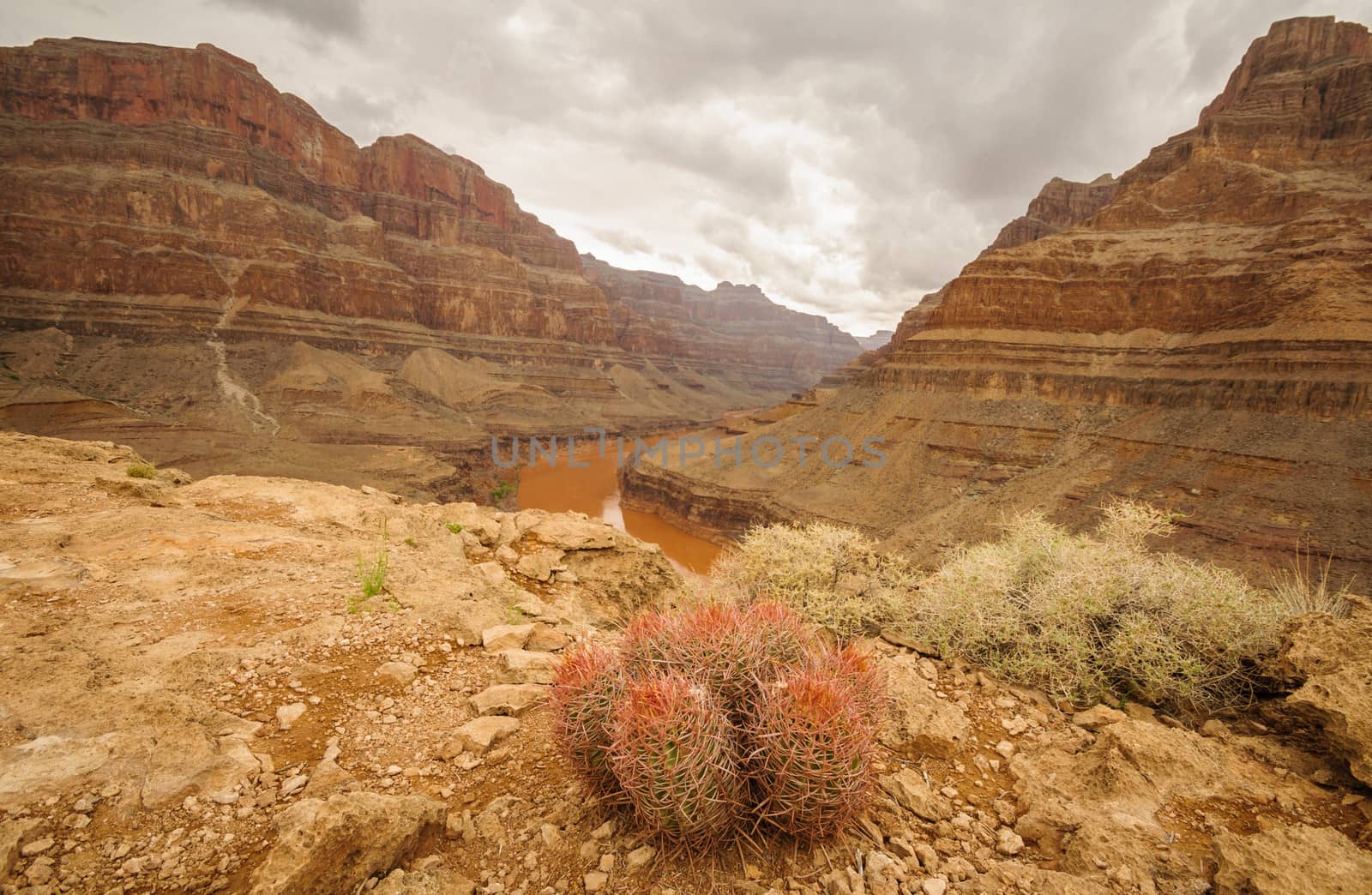 Grand Canyon kaktus and beautiful landscape behind 2013