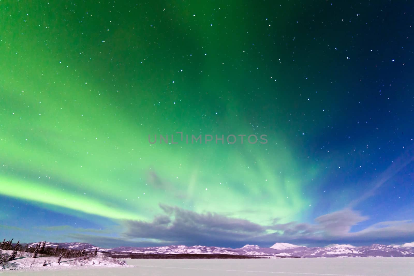 Spectacular display of intense Northern Lights or Aurora borealis or polar lights forming green swirls over frozen Lake Laberge  Yukon Territory  Canada winter landscape