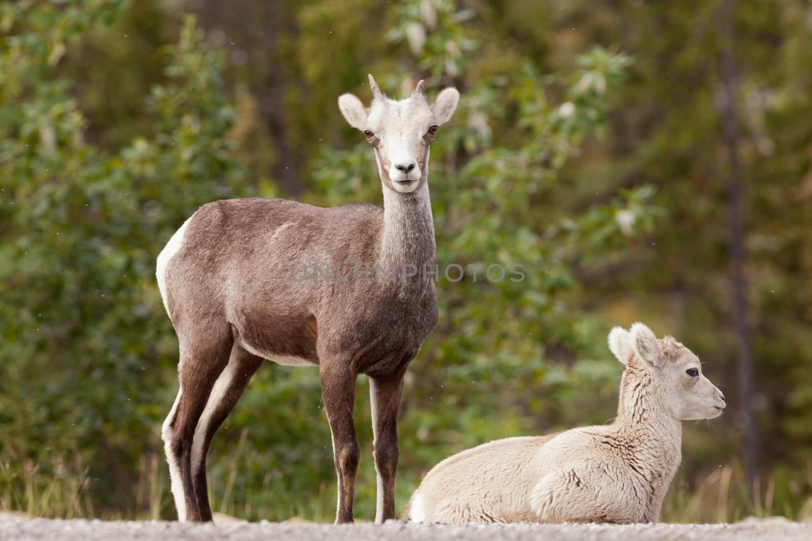 Two young Stone Sheep, Ovis dalli stonei, or thinhorn sheep resting and watching, wildlife of northern Canadian Rocky Mountains, British Columbia, Canada