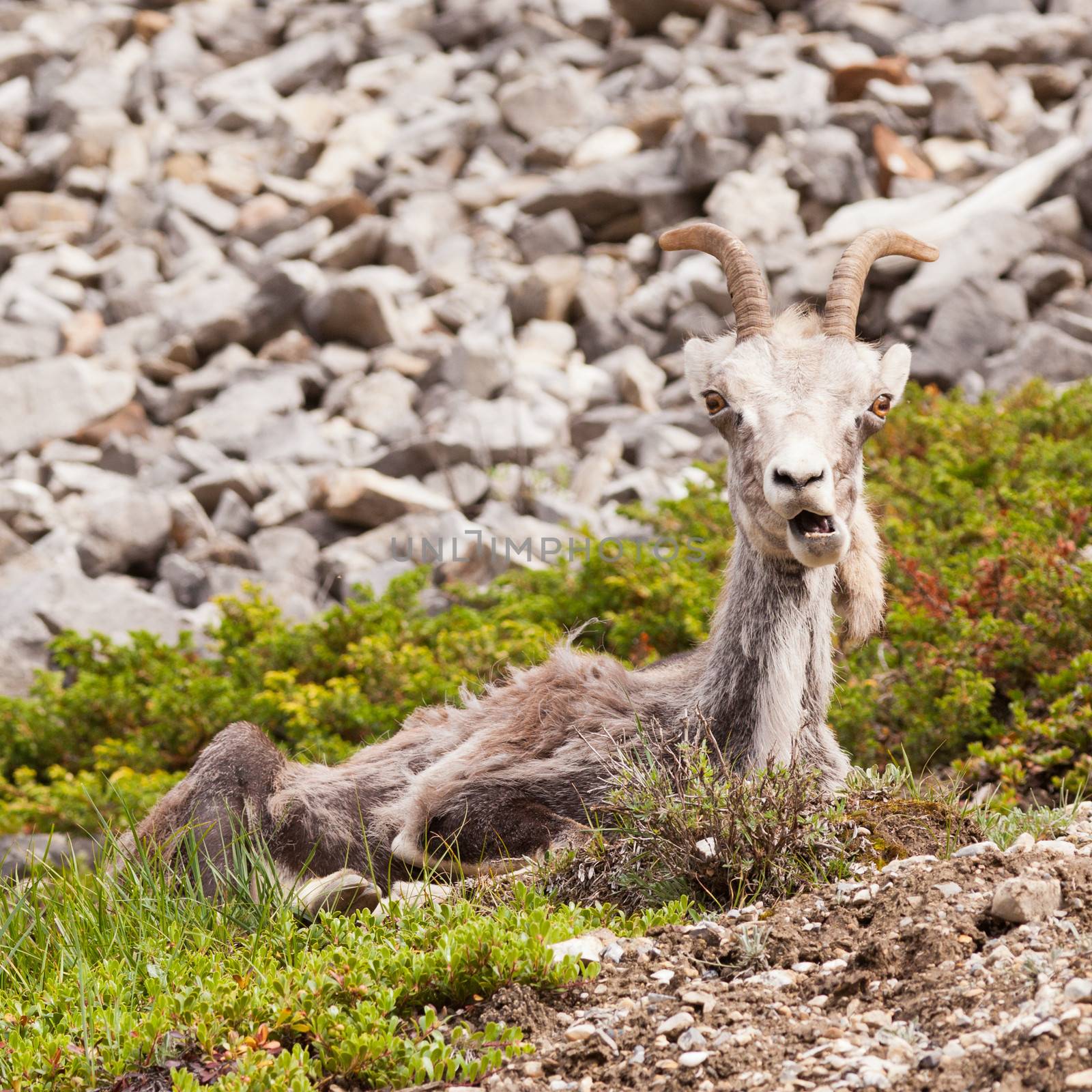 Female Stone Sheep, Ovis dalli stonei, or thinhorn sheep resting and curiously watching with funny expression, wildlife of northern Canadian Rocky Mountains, British Columbia, Canada