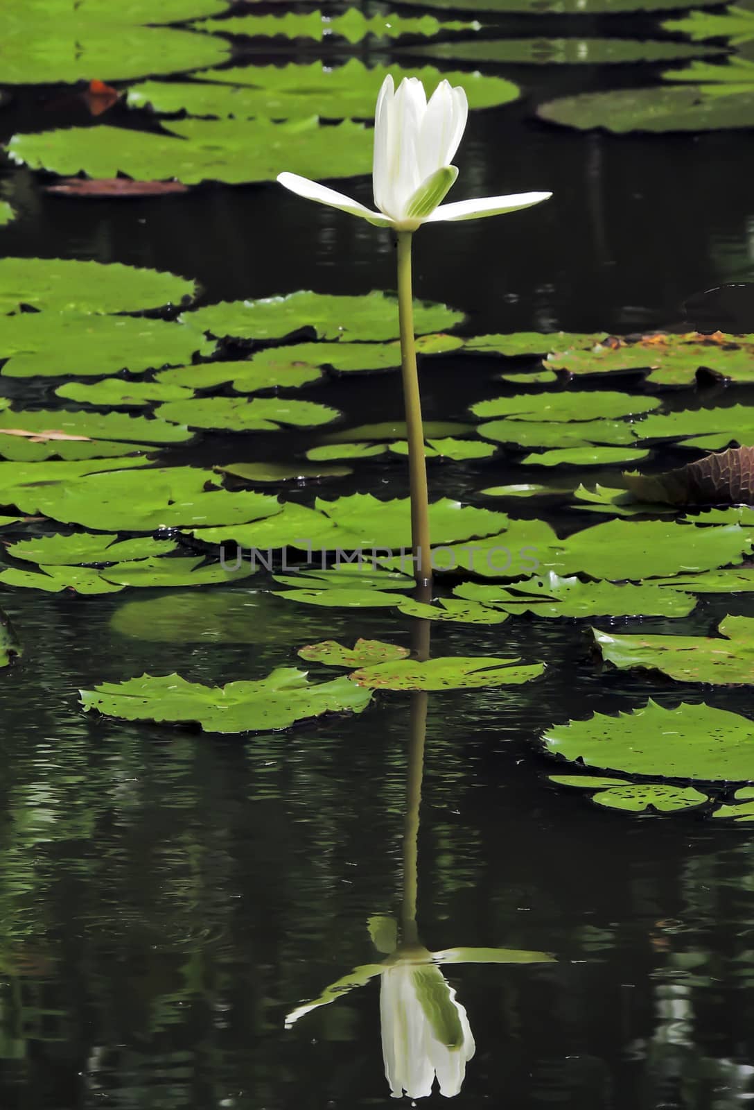 White water lily flower closeup