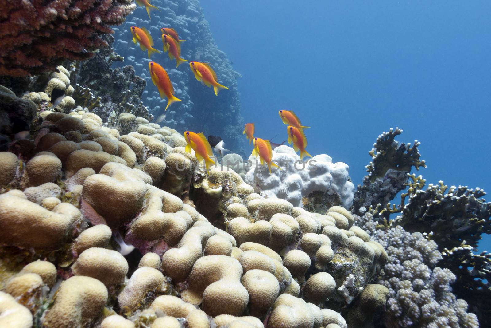 coral reef with hard corals and exotic fishes anthias at the bottom of tropical  sea by mychadre77