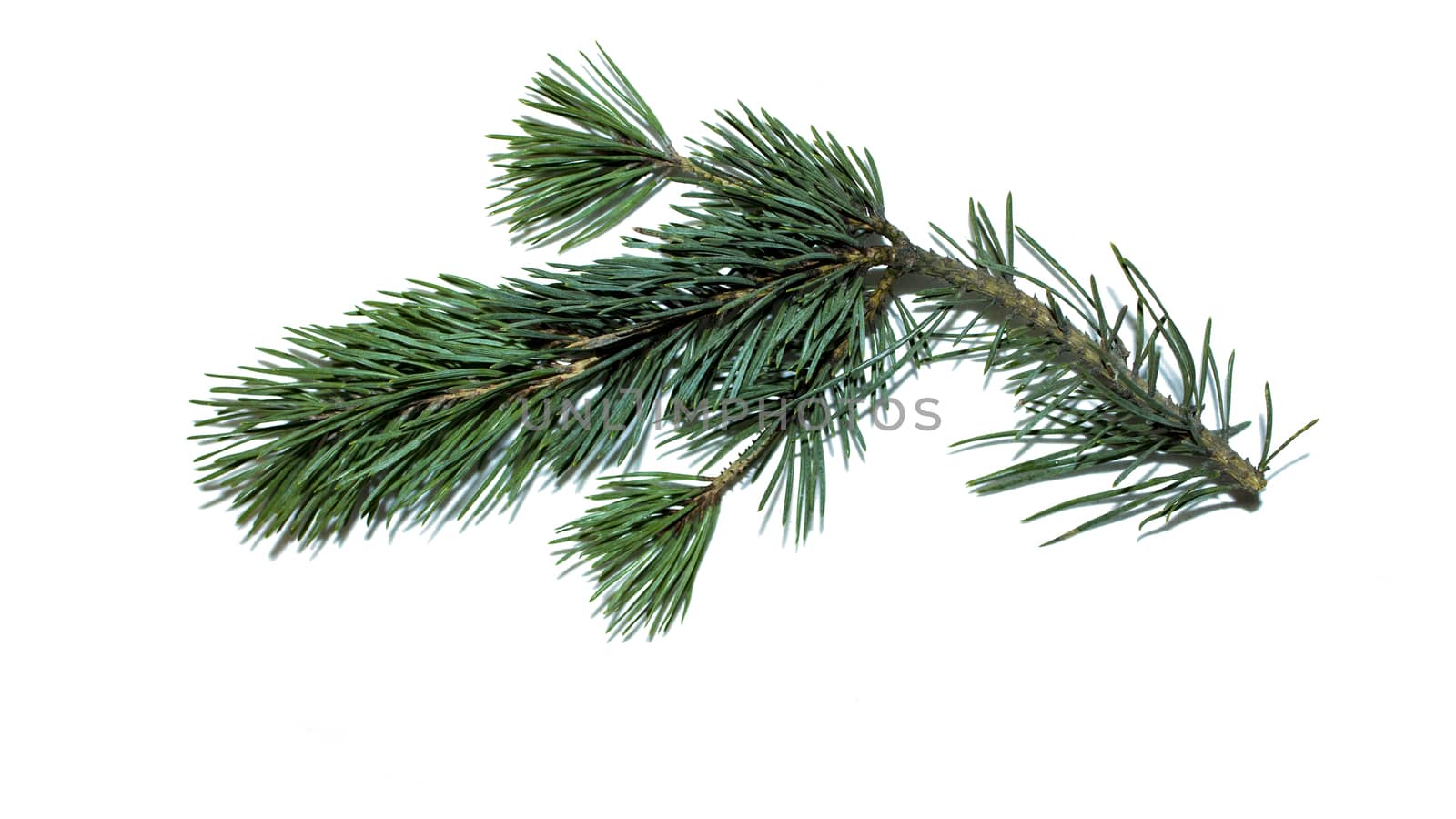 Beautiful fluffy and green pine for Christmas and new year