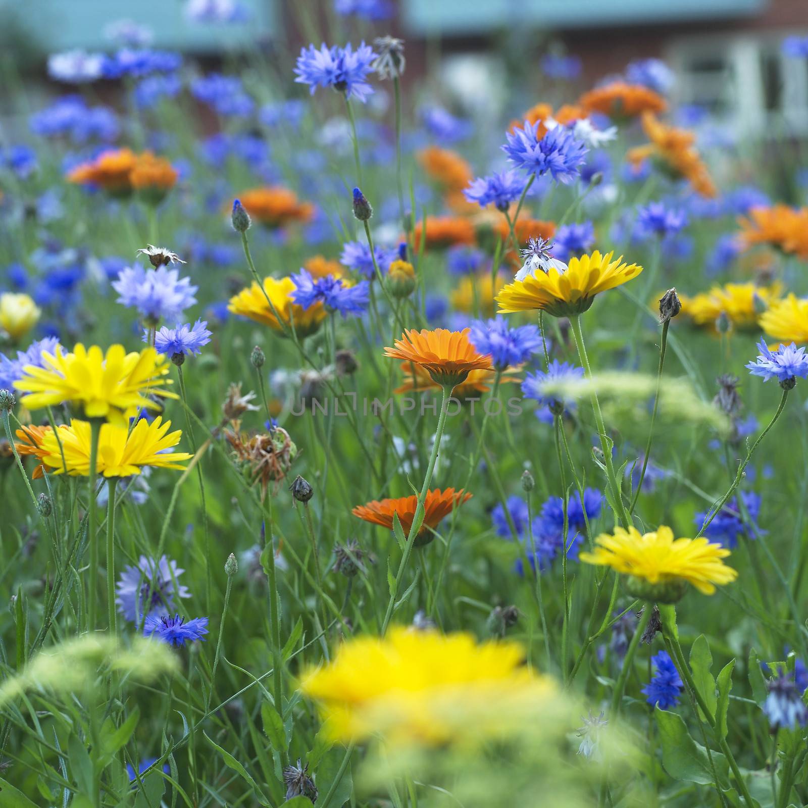 Colorfull field with large group of flowers