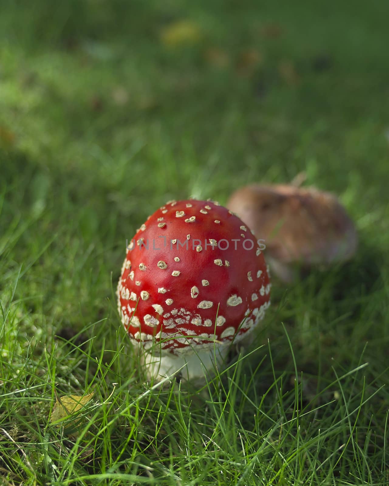 Close up of a bFly Agaric