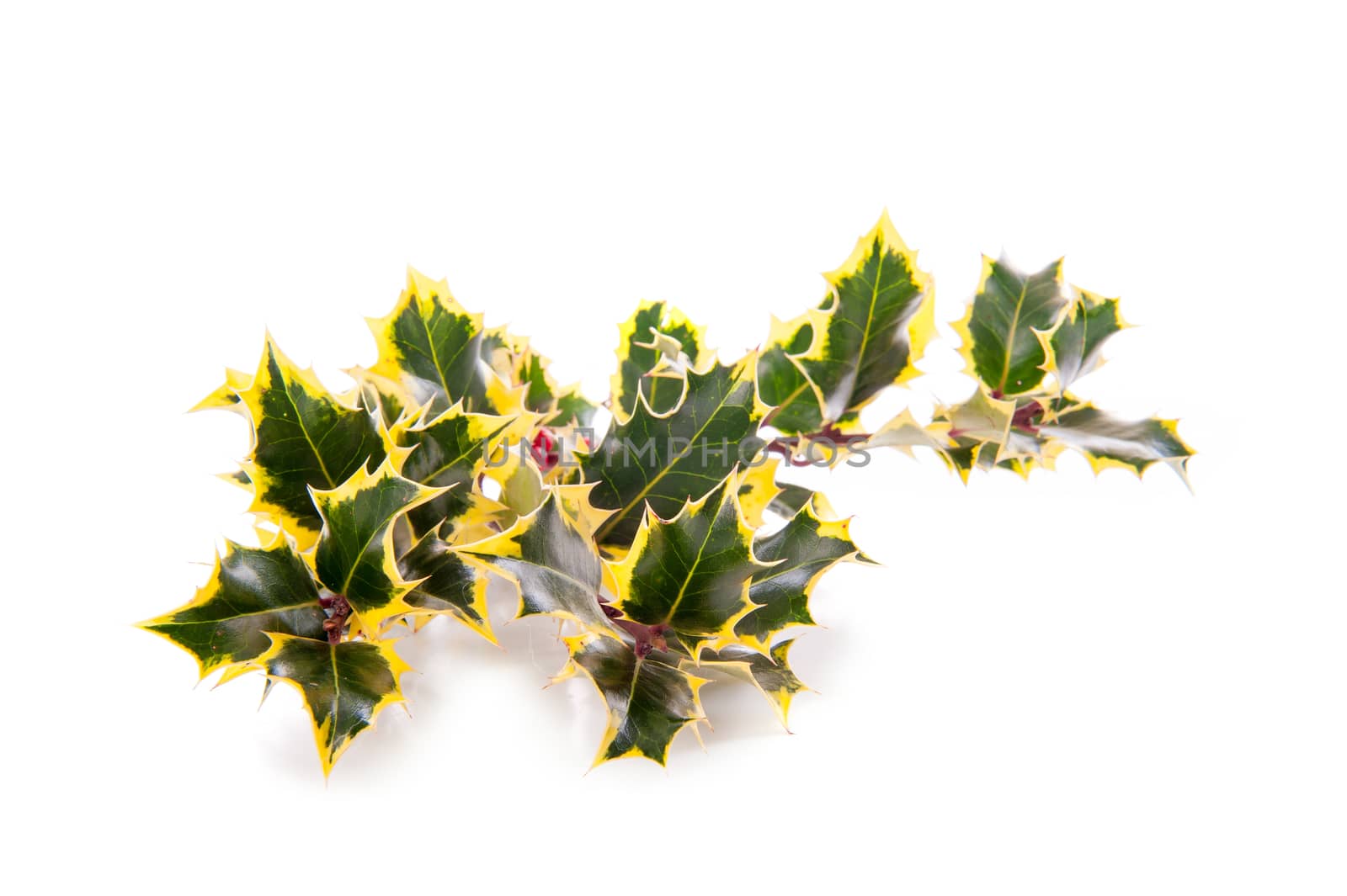 a branch of holly, for Christmas, on a white background