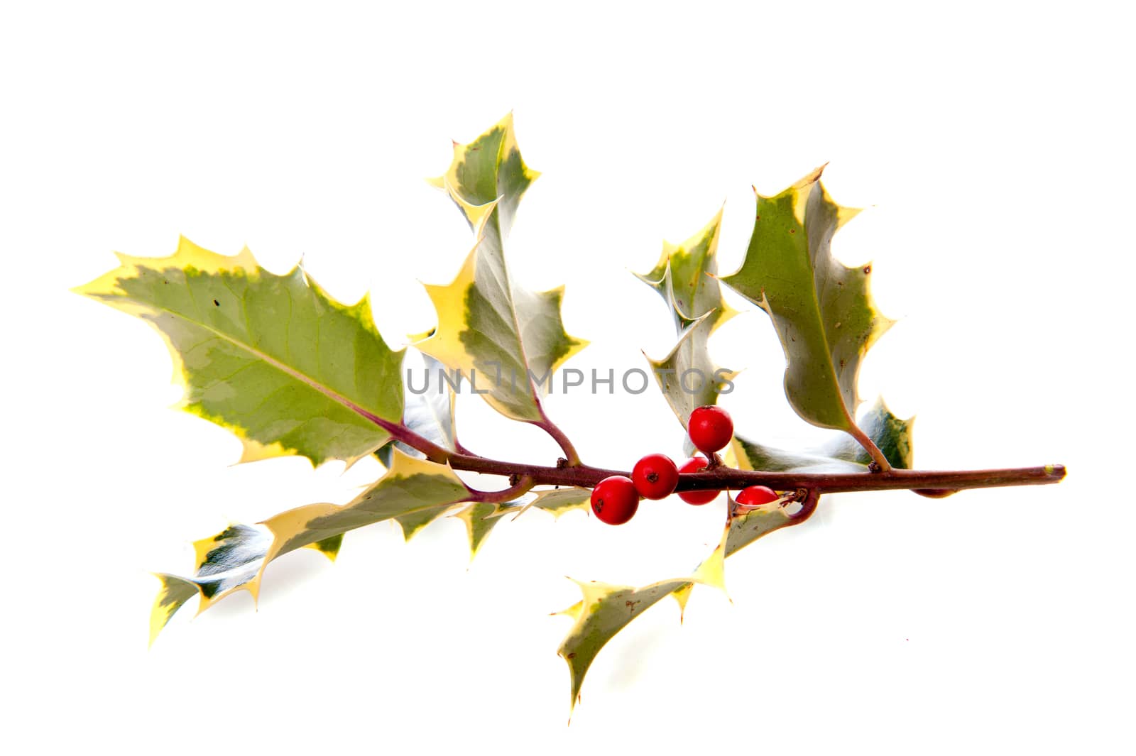the back of a branch of holly, for Christmas, on a white background