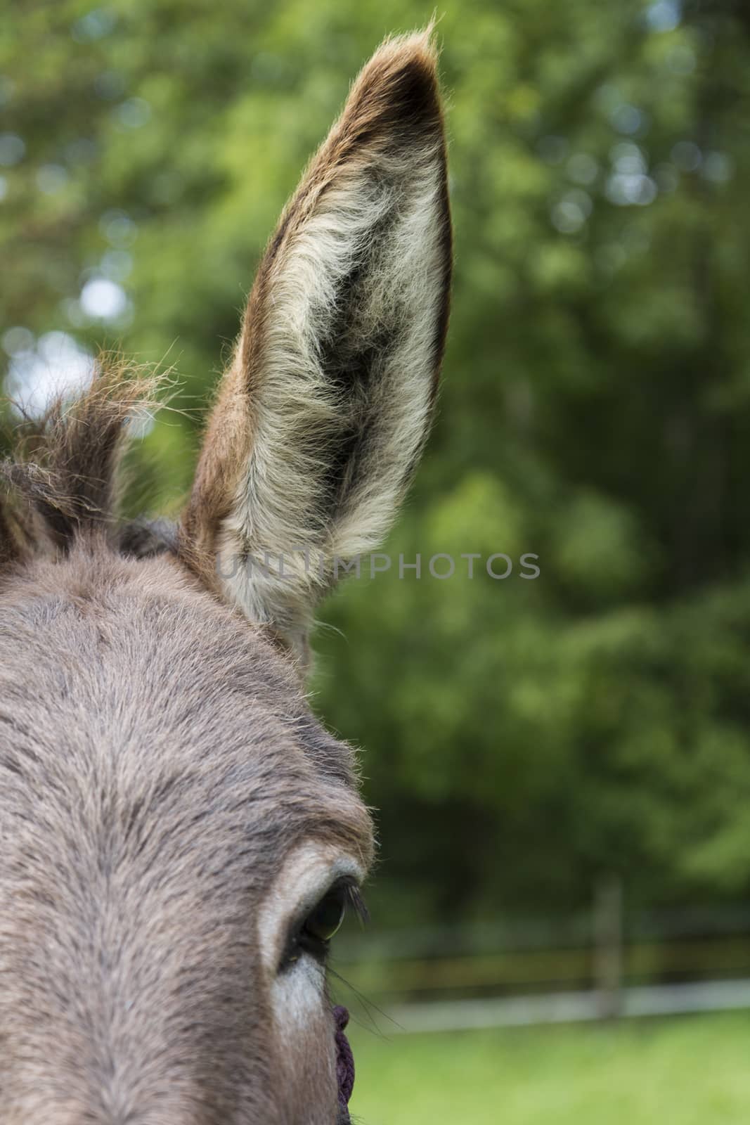 detail shot of brown donkey outdoors. huge ear