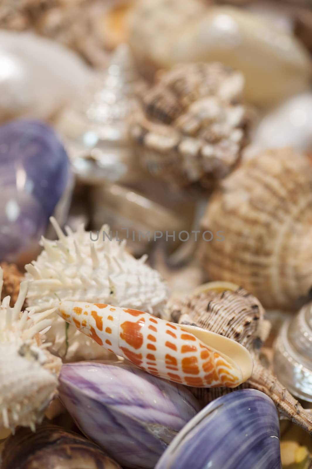 Group of tropical sea shells for collection