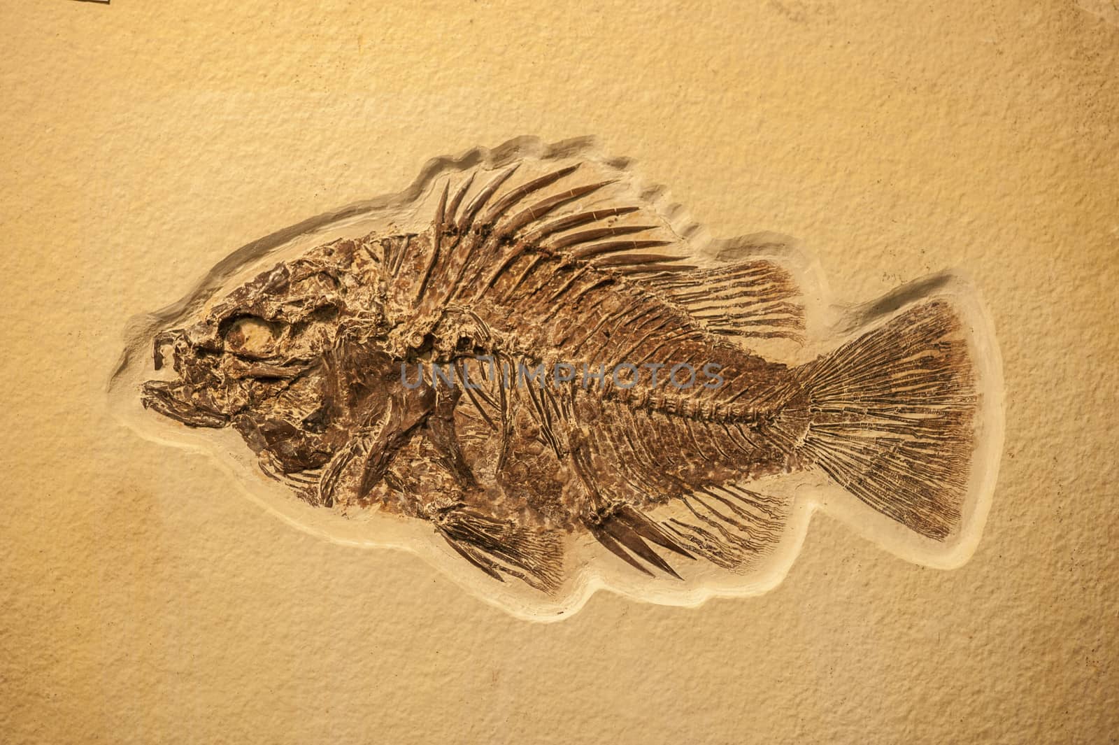 Complete fish fossil embedded in lime stone