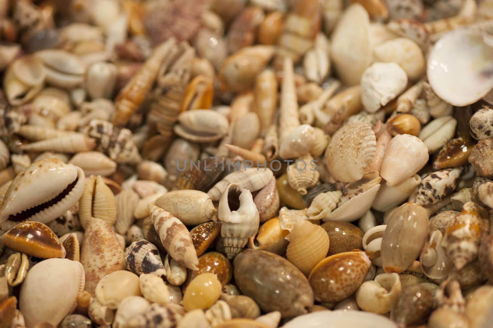 Group of tropical sea shells for collection