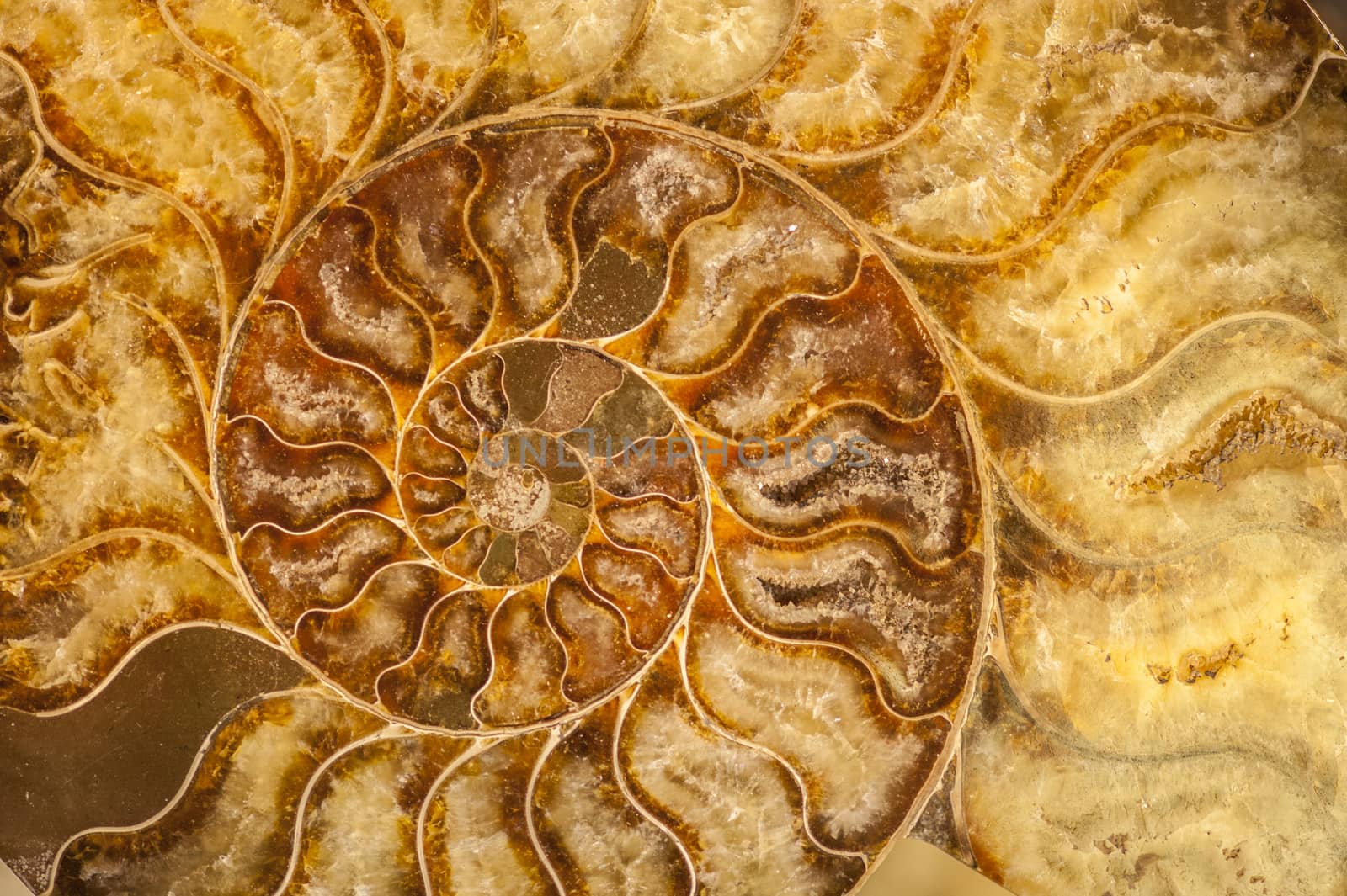 Nautilus shell fossil with cristals and minerals