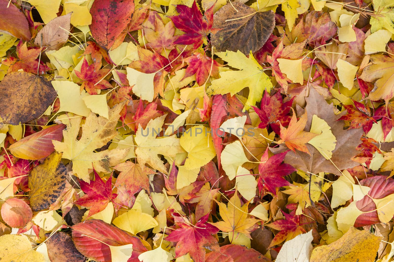 Autumnal leaves of different colors fallen on ground