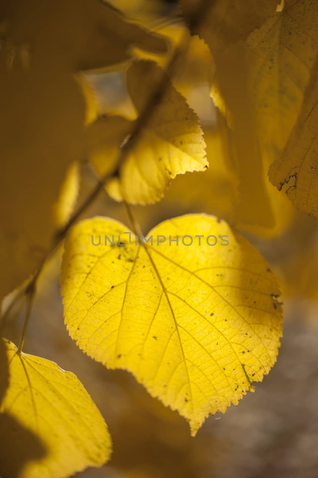 Yellow autumnal leaves hanging from a tree