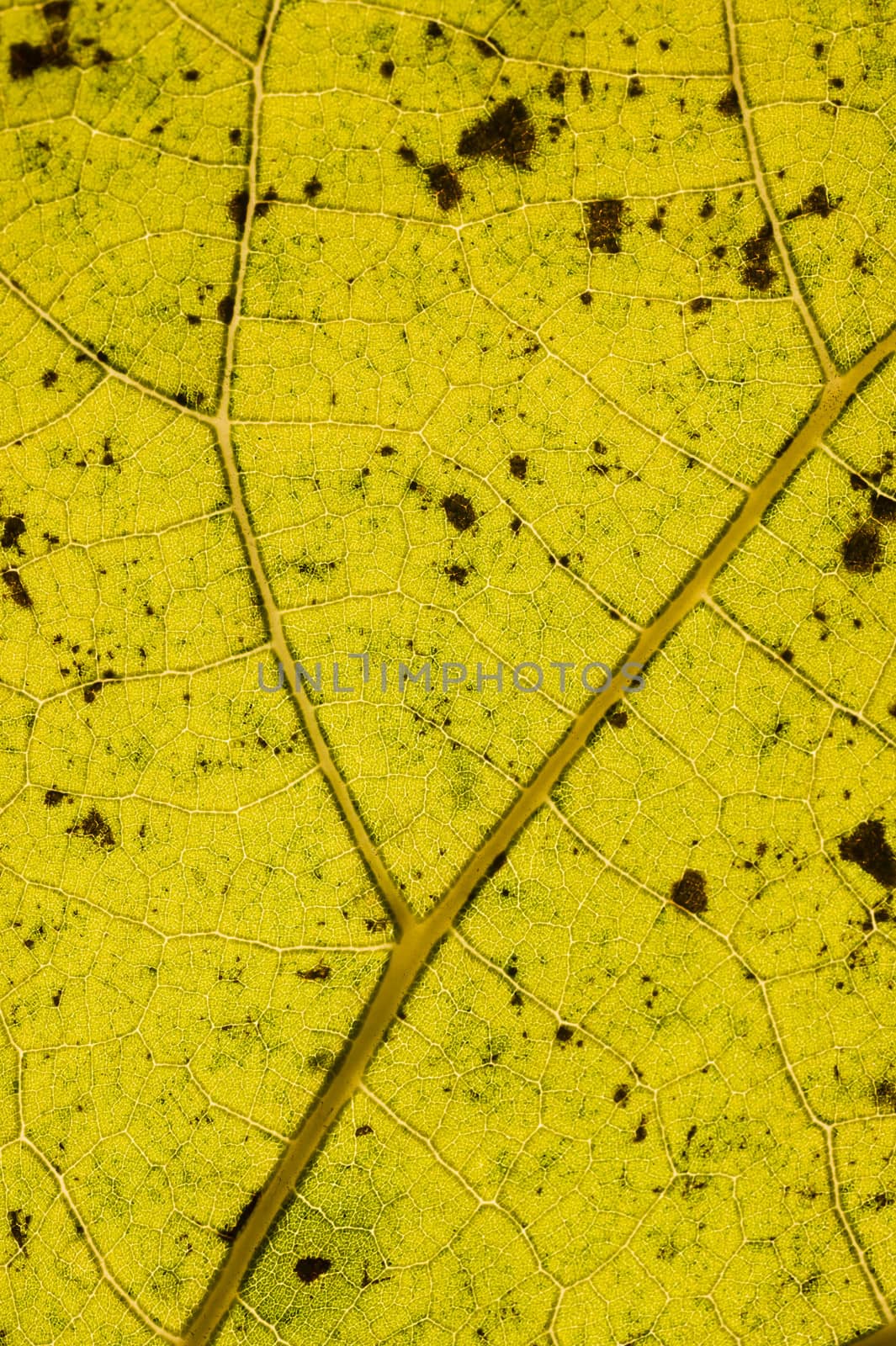 Detail of an Autumnal leaf in backlight