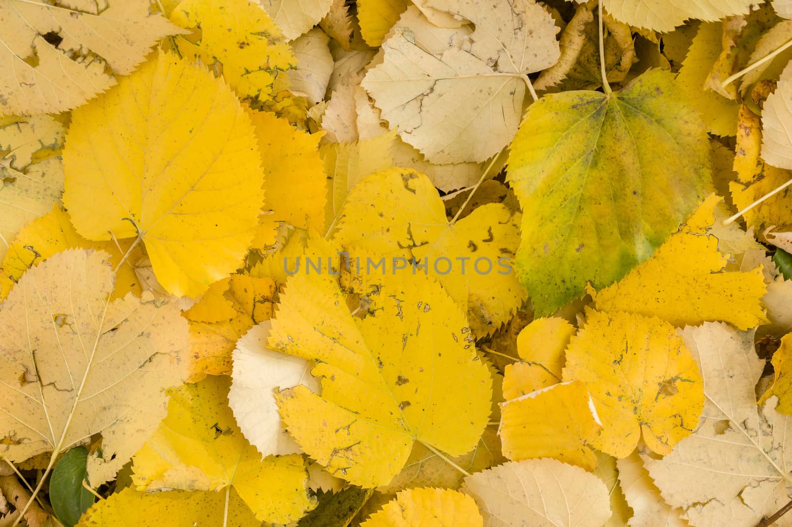 Yellow leaves fallen on ground in Autumn