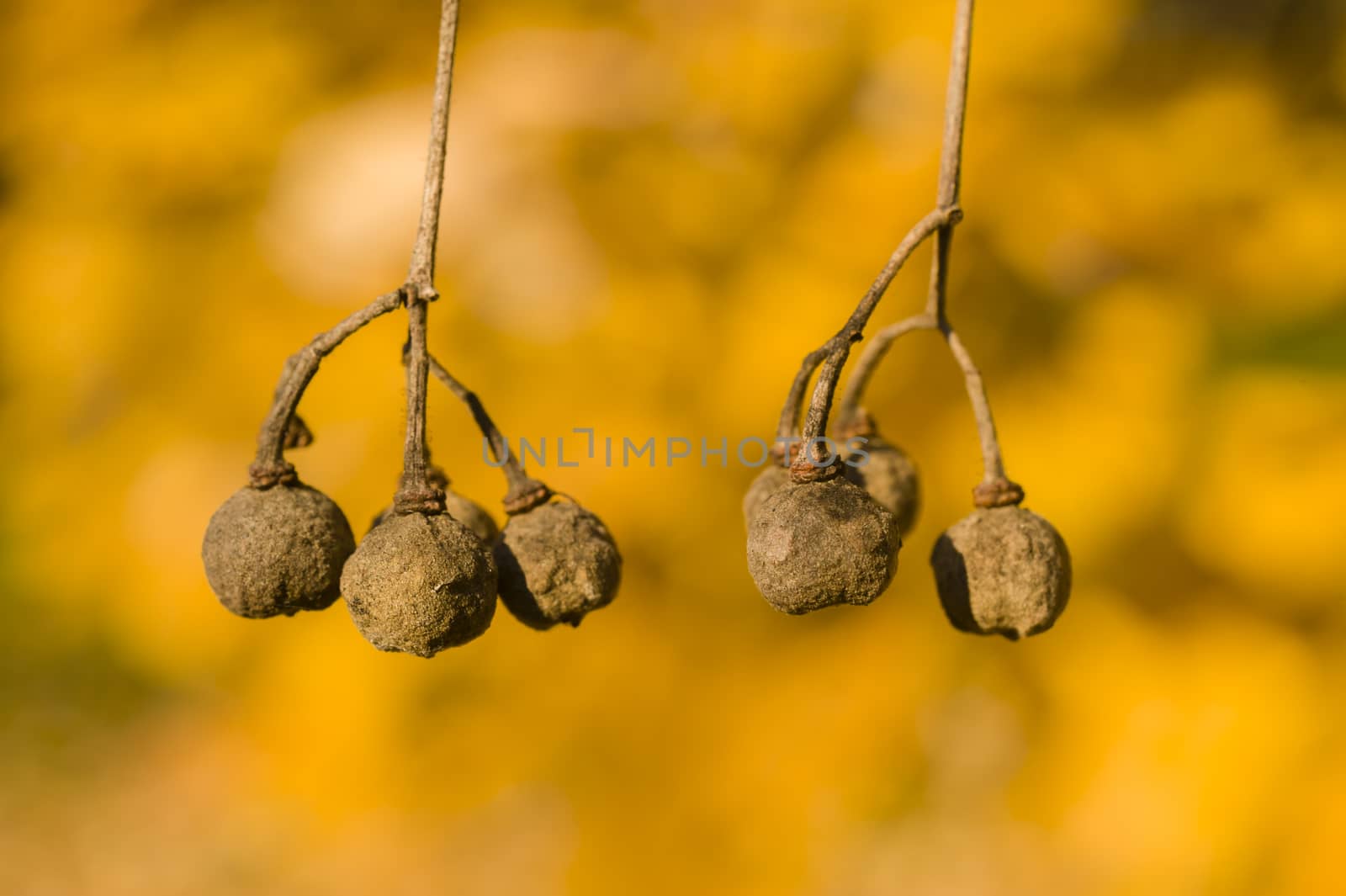 Brown Tree berries hanging from a branch among yellow leaves in Autumn