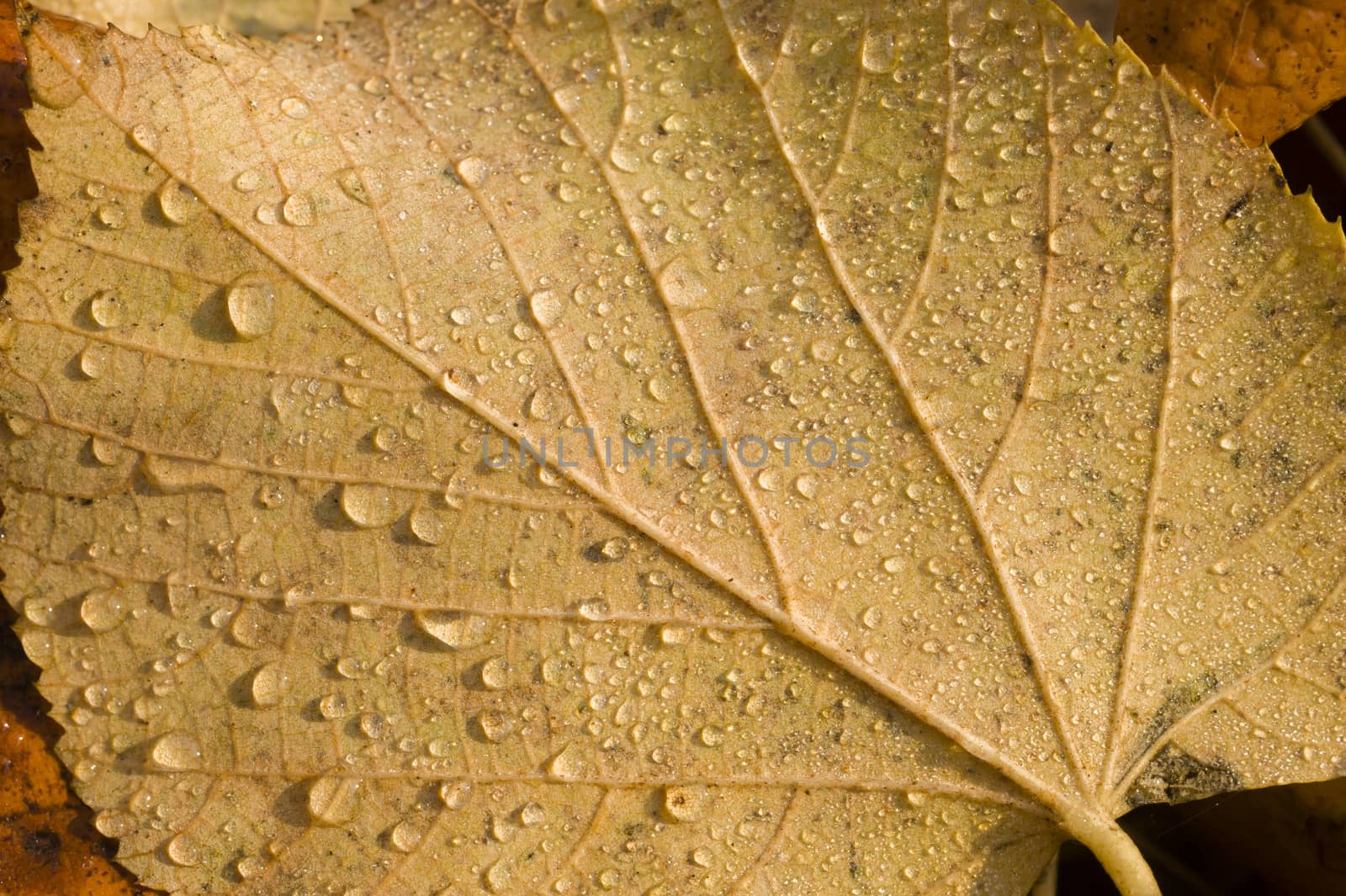 Dew drops on brown leaves fallen on ground