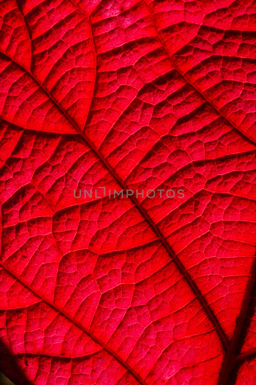Detail of an Autumnal leaf in backlight