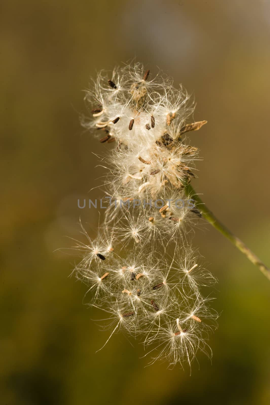 Dandelion fluffly seeds ready to fly away