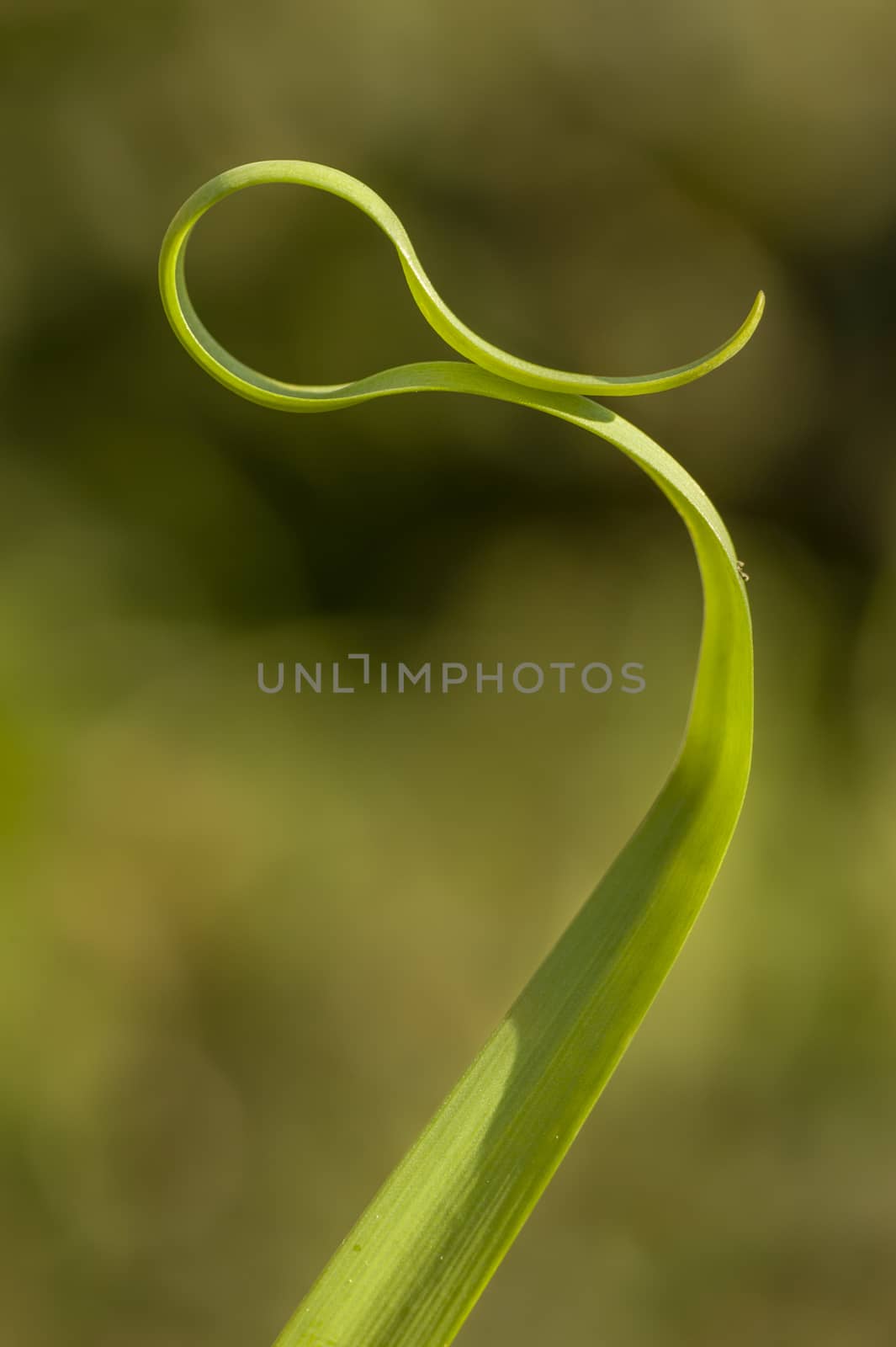 Blade of grass with artistic curves
