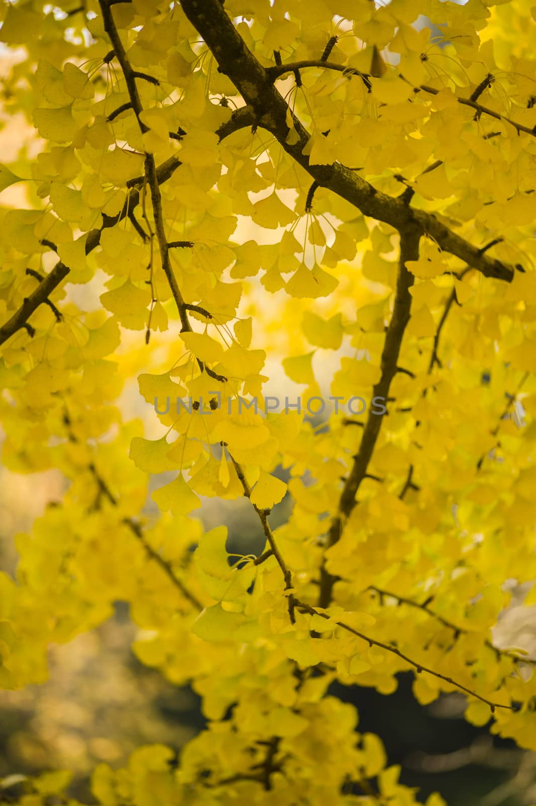 Yellow autumnal leaves hanging from a tree
