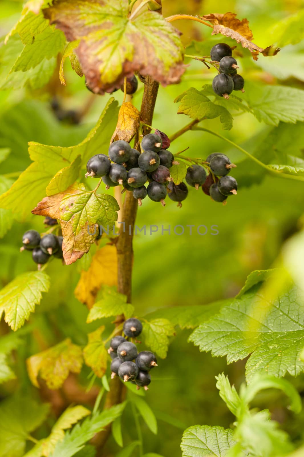 Ripe Northern Black Currant berries, Rubus hudsonianum, hanging in clusters from wild bush ready for harvest