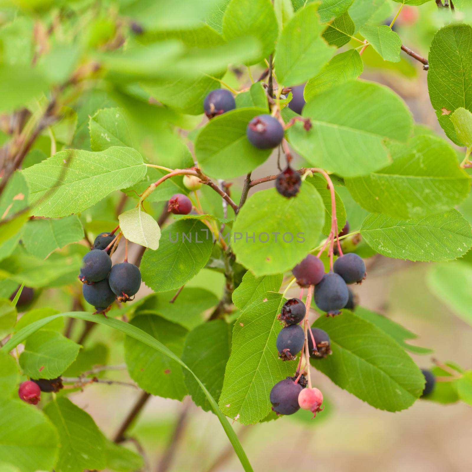 Ripe Saskatoon Berries Amelanchier alnifolia by PiLens