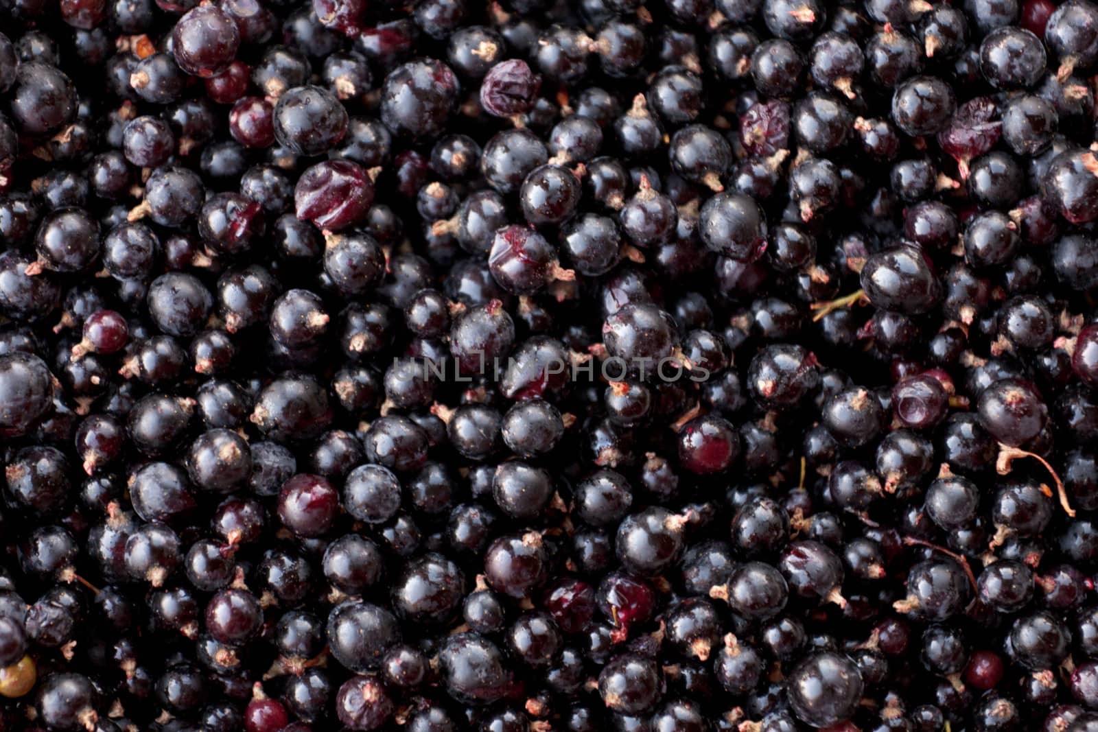 Raw food background texture pattern of ripe Northern Black Currant berries, Rubus hudsonianum, harvested fresh from wild bush plants