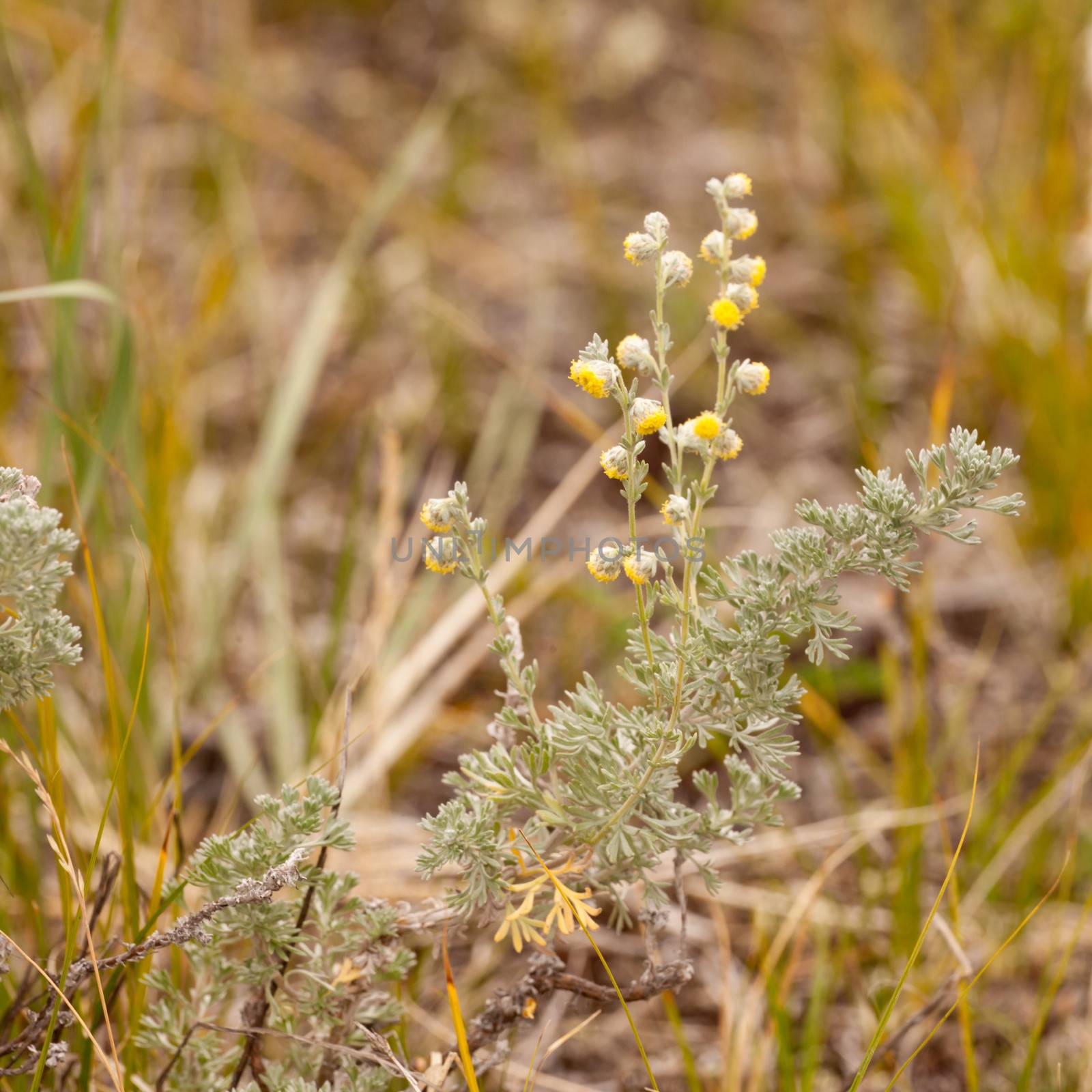 Yellow blooming wild sage or Wormwood, Artemisia figida, herb with aromatic fragrance