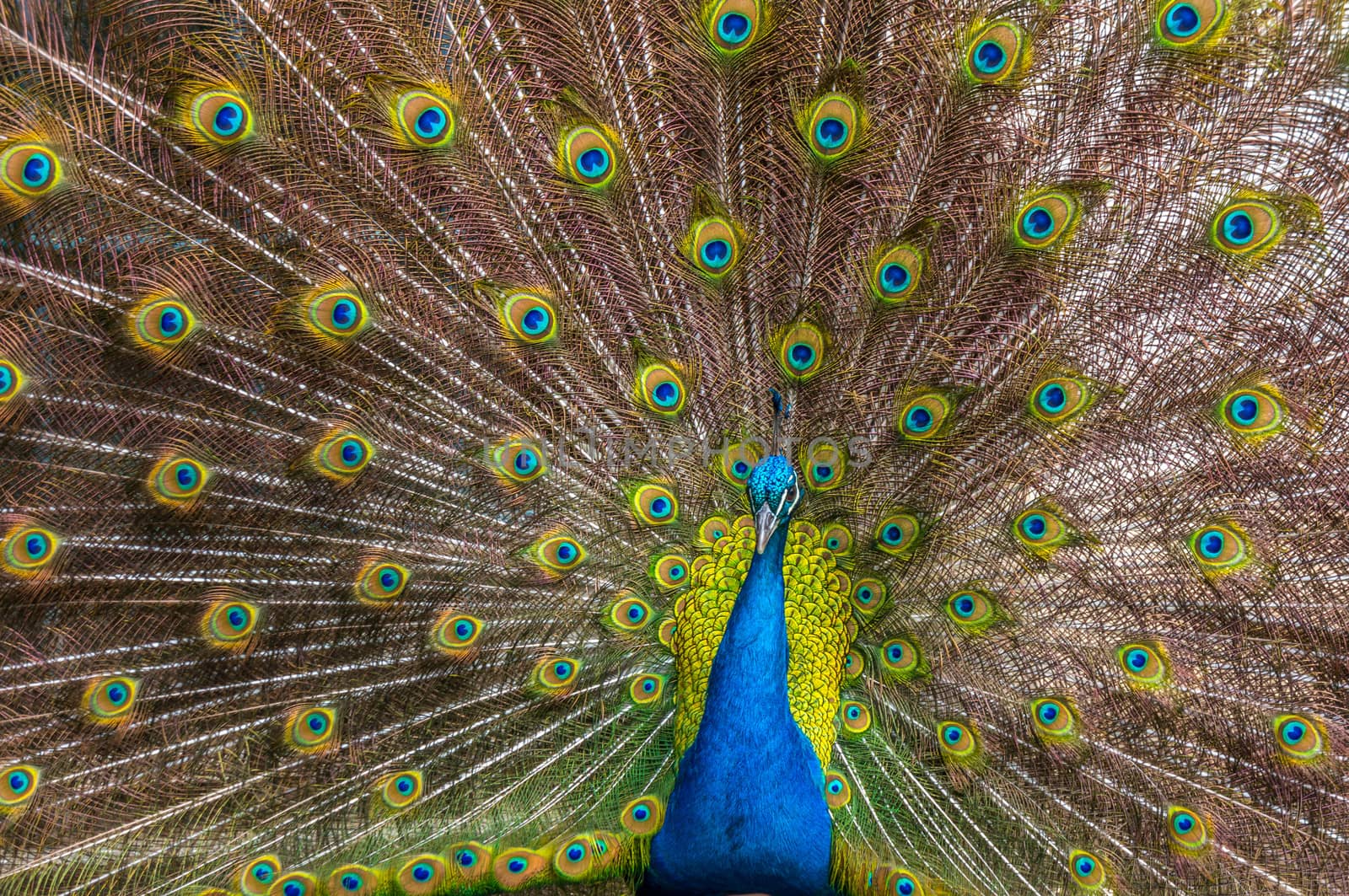 Peacock by gilmanshin