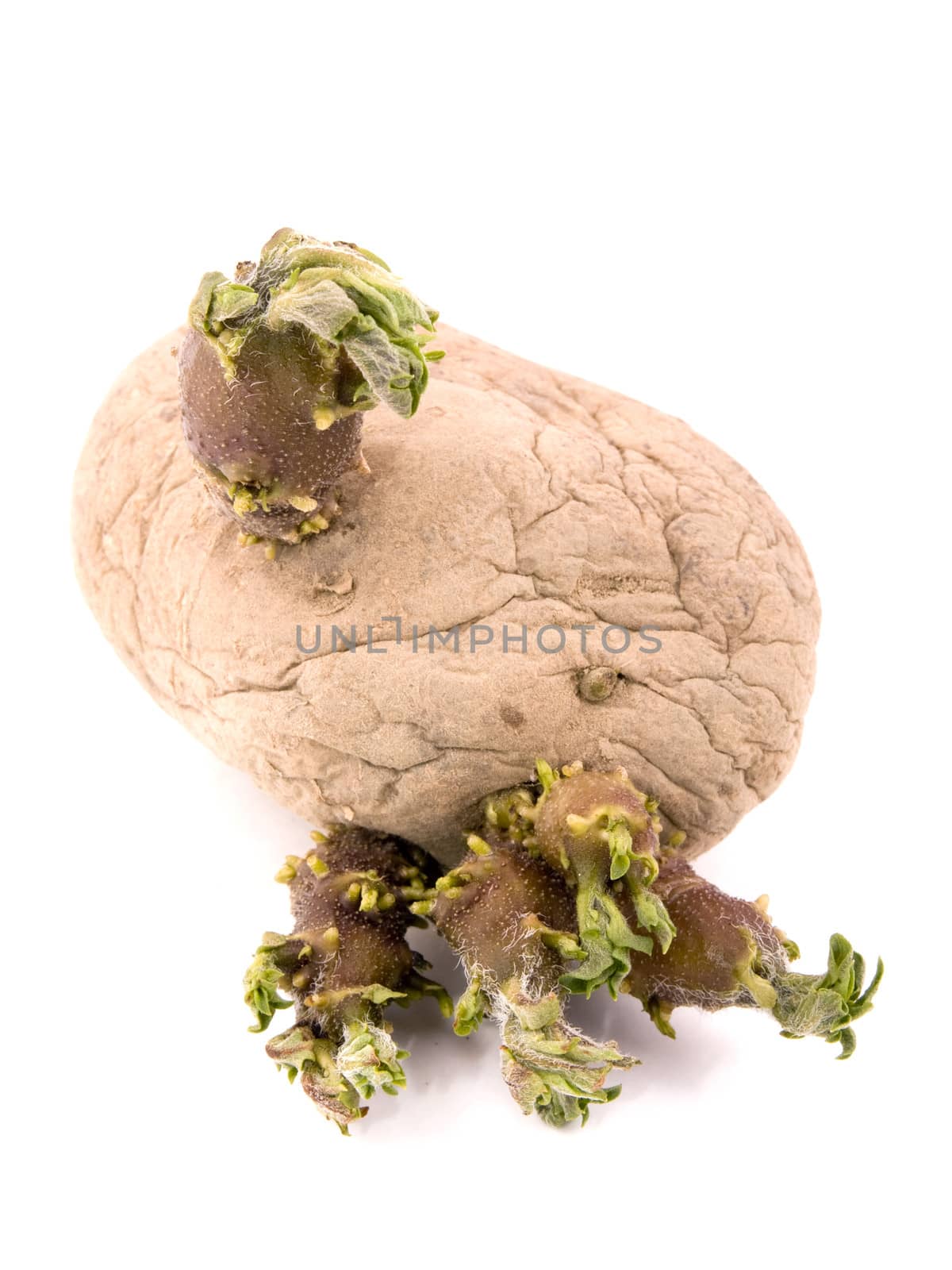 Sprouting potato on white background