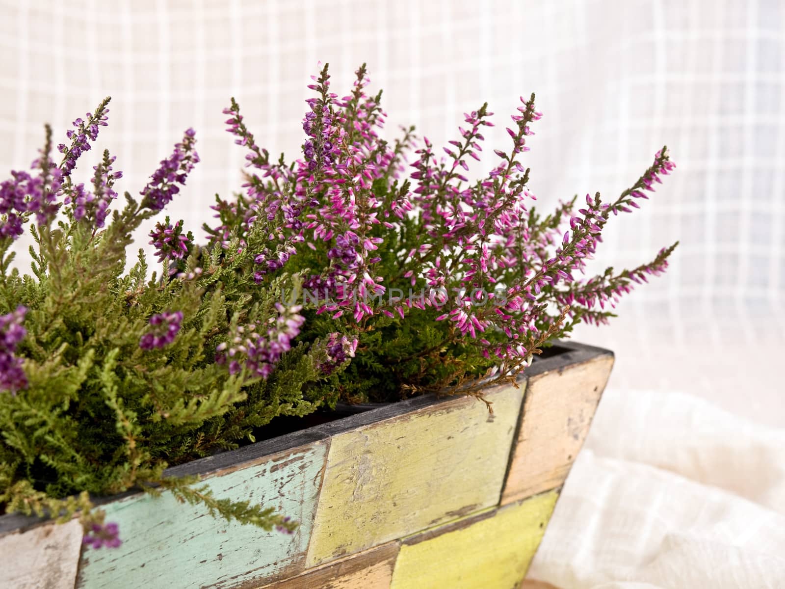 A beautifu pink heathers in old-fashioned flower-pot
