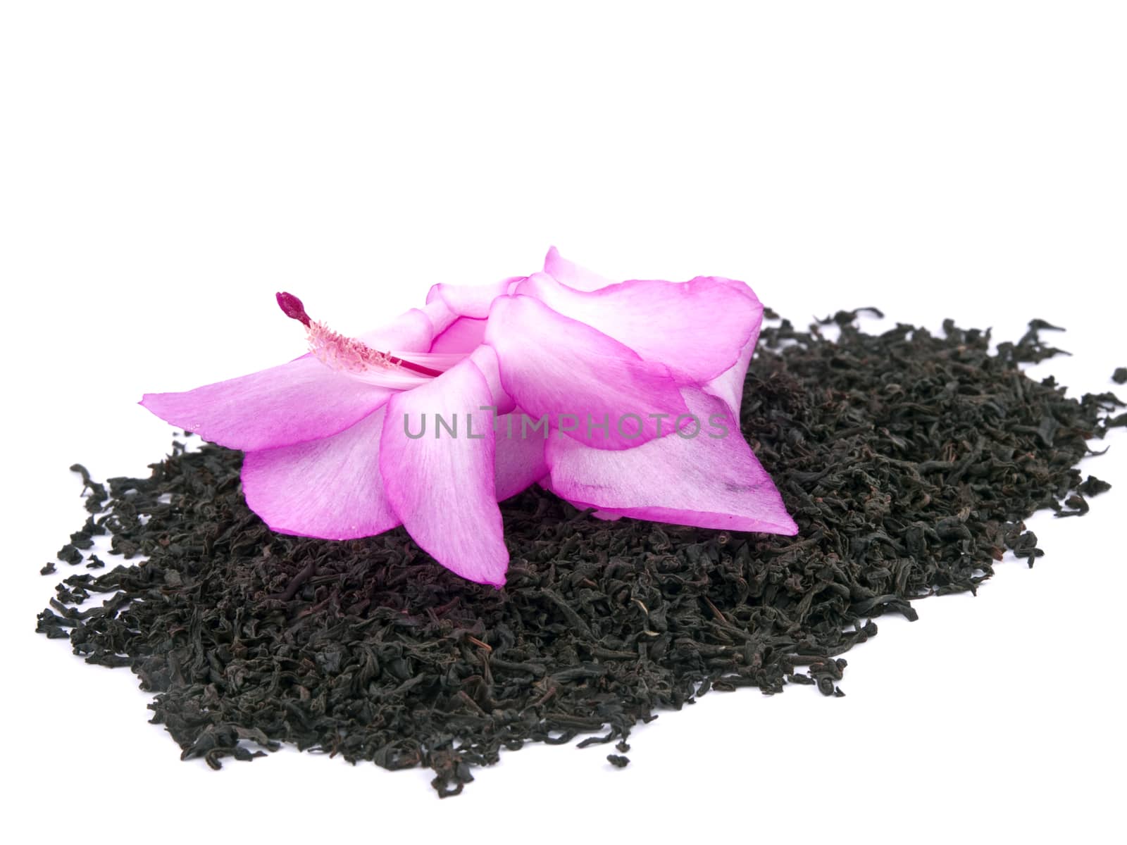 Aromatic black tea and pink flower on white by mrsNstudio