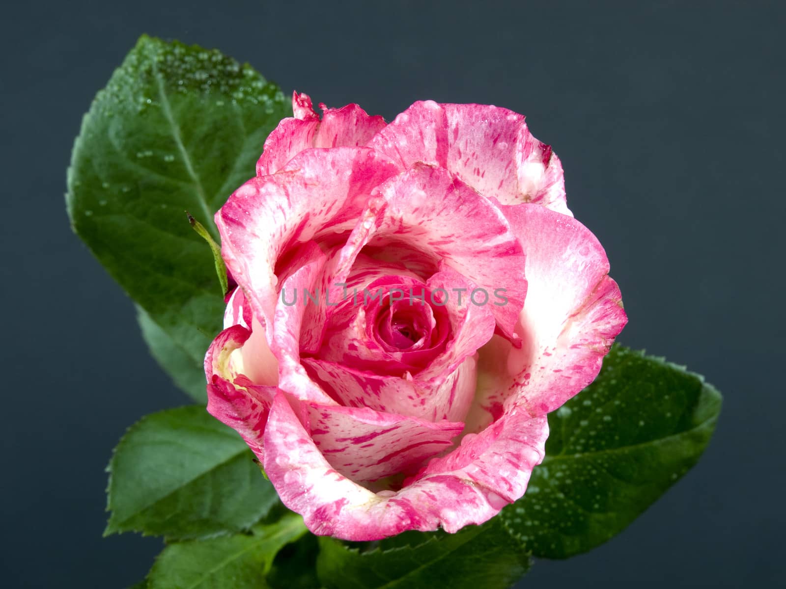 Pink rose flower by mrsNstudio