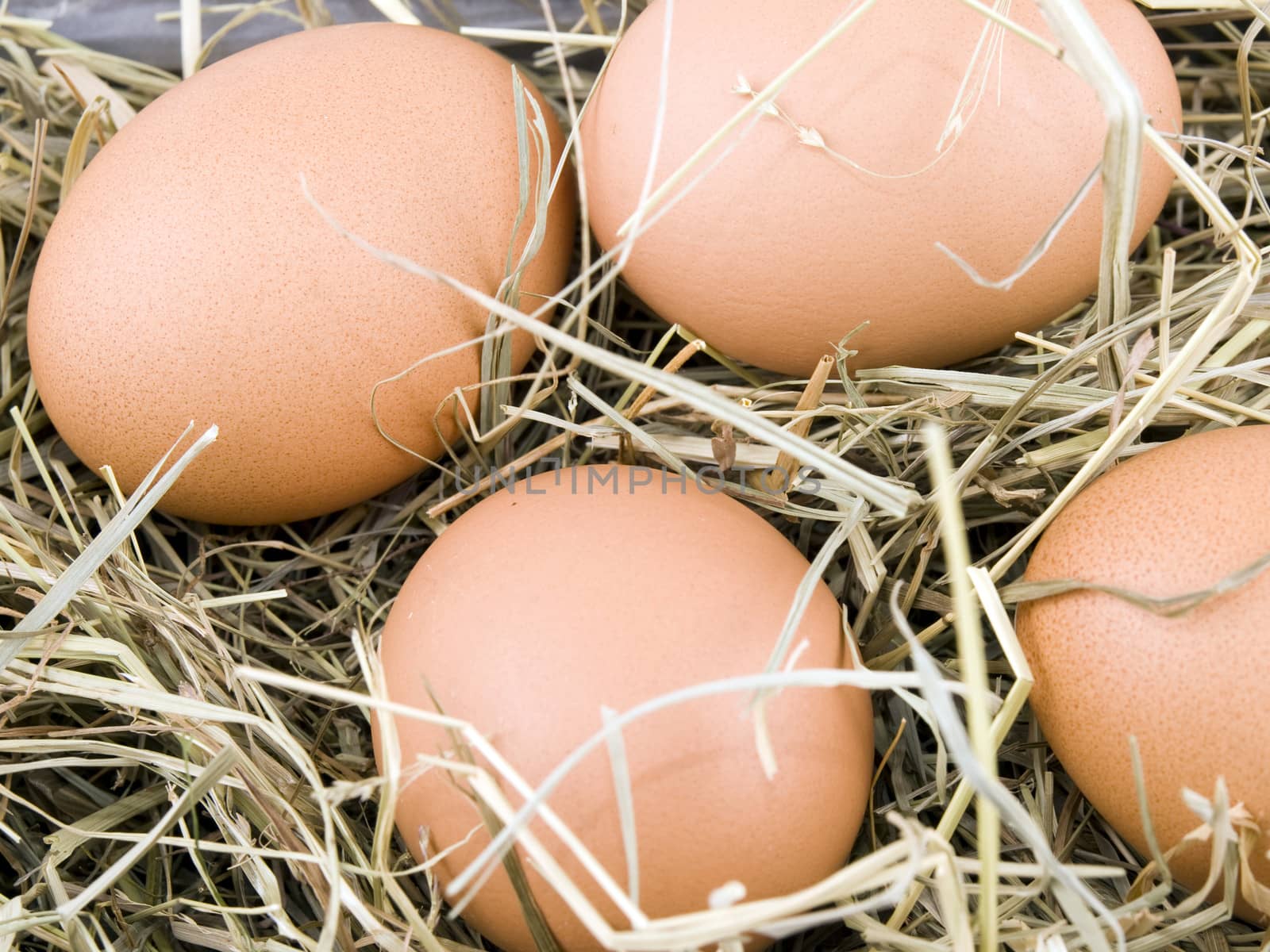 Closeup picture of fresh eggs lying on hay