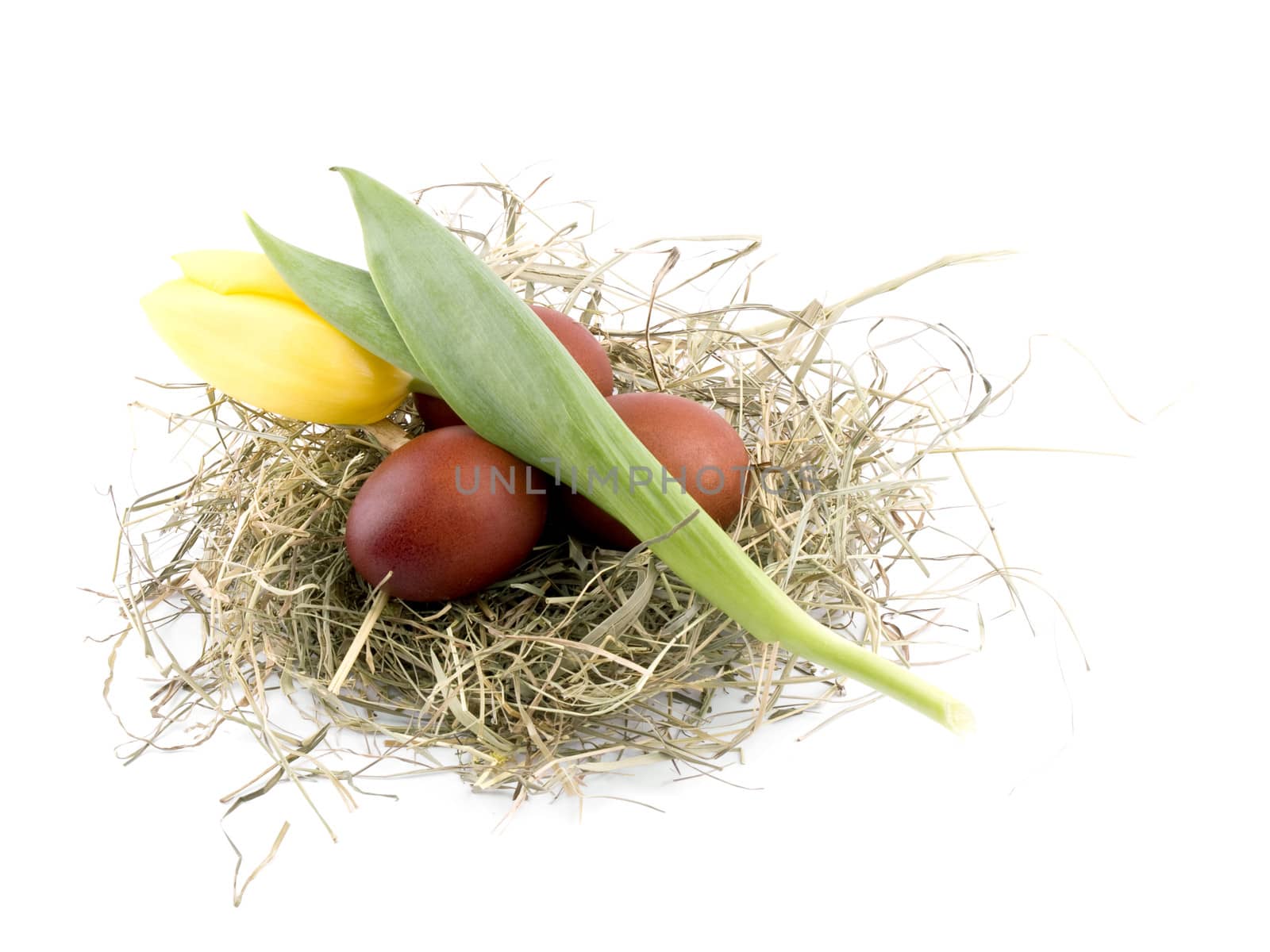 Brown easter eggs in nest with yellow tulip on white background