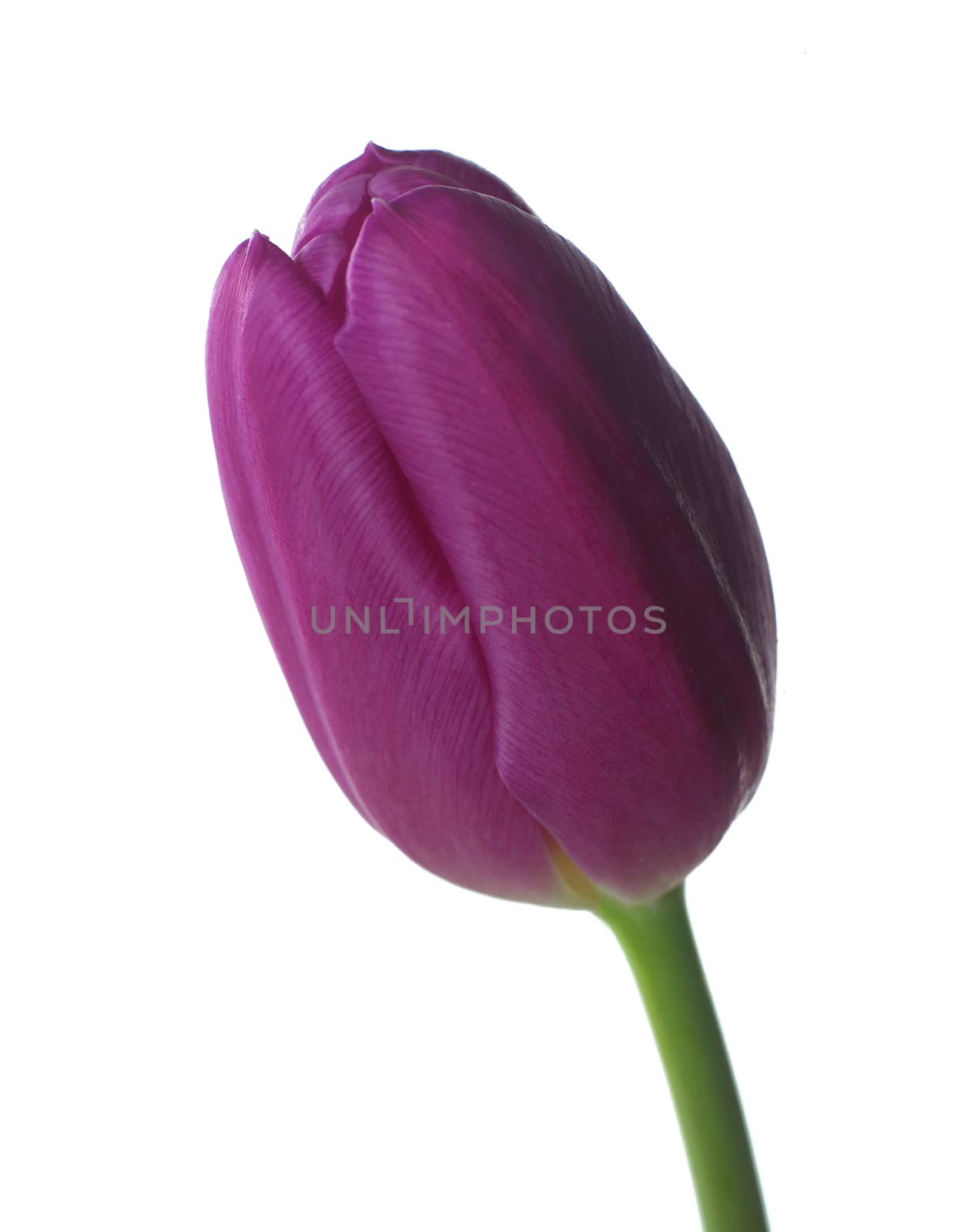 Purple Tulip by gemenacom