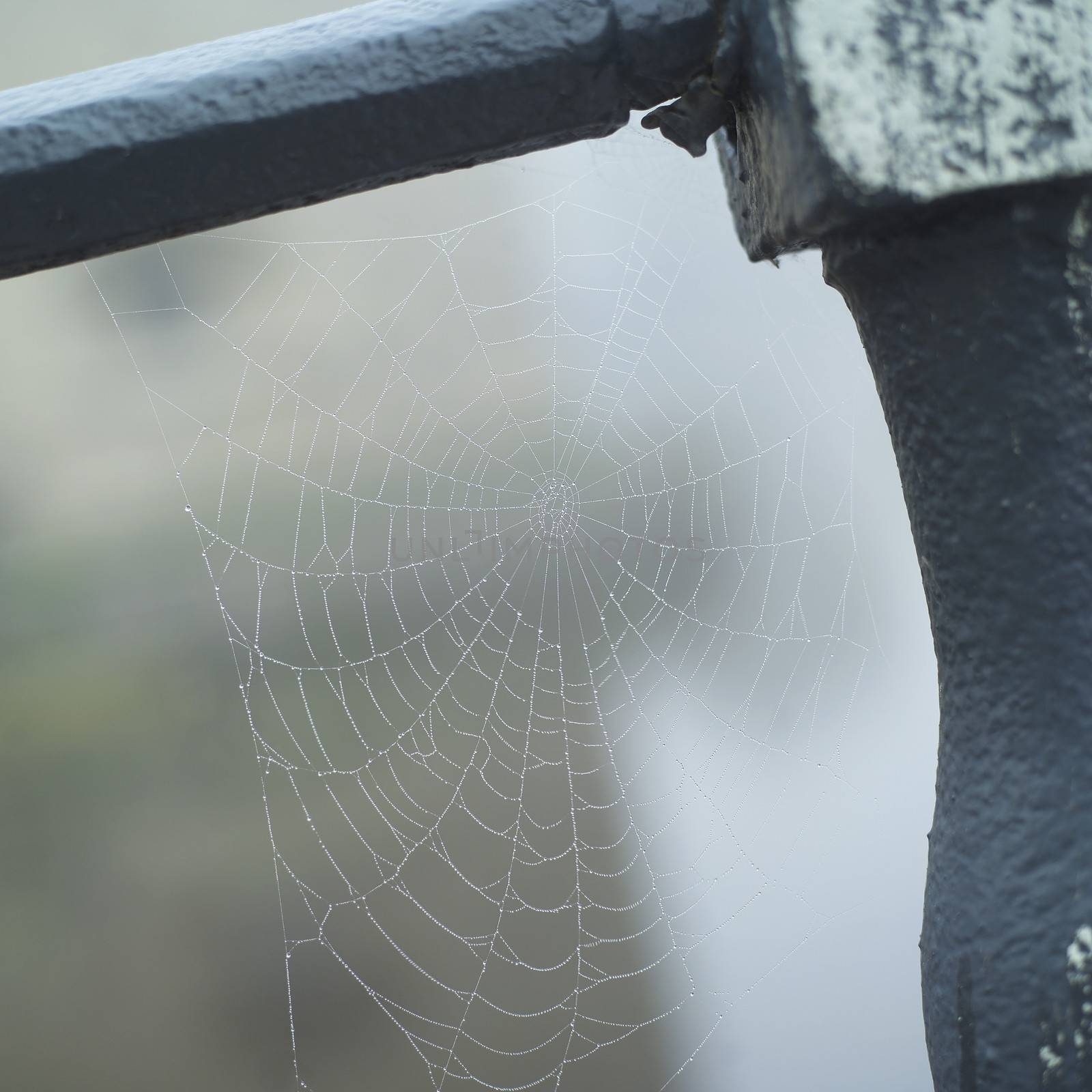Close up of Spider Web