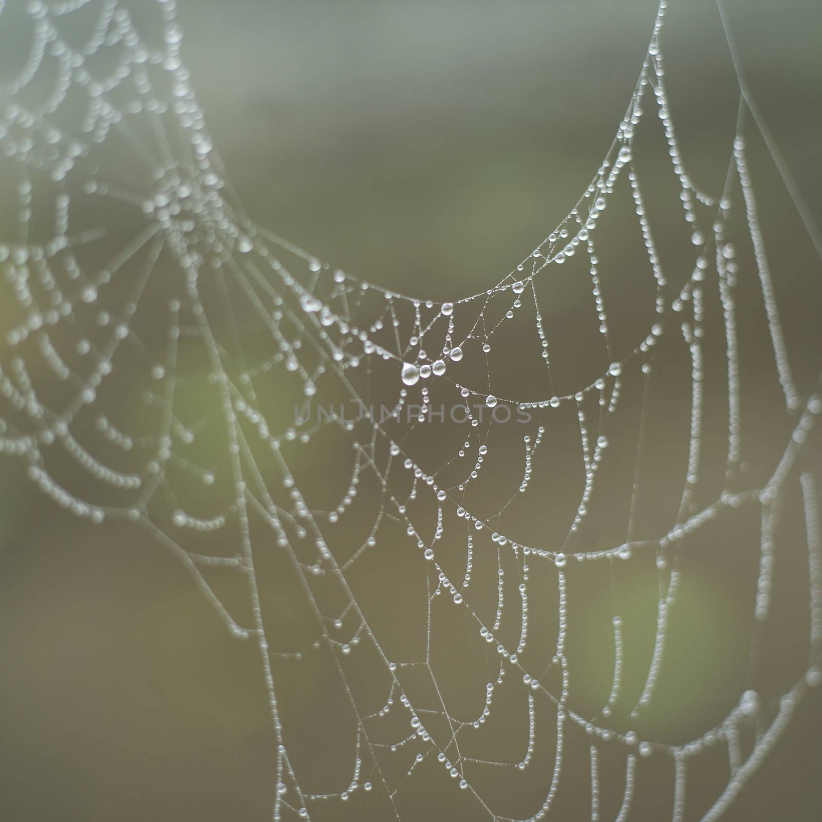 Close up of Spider Web