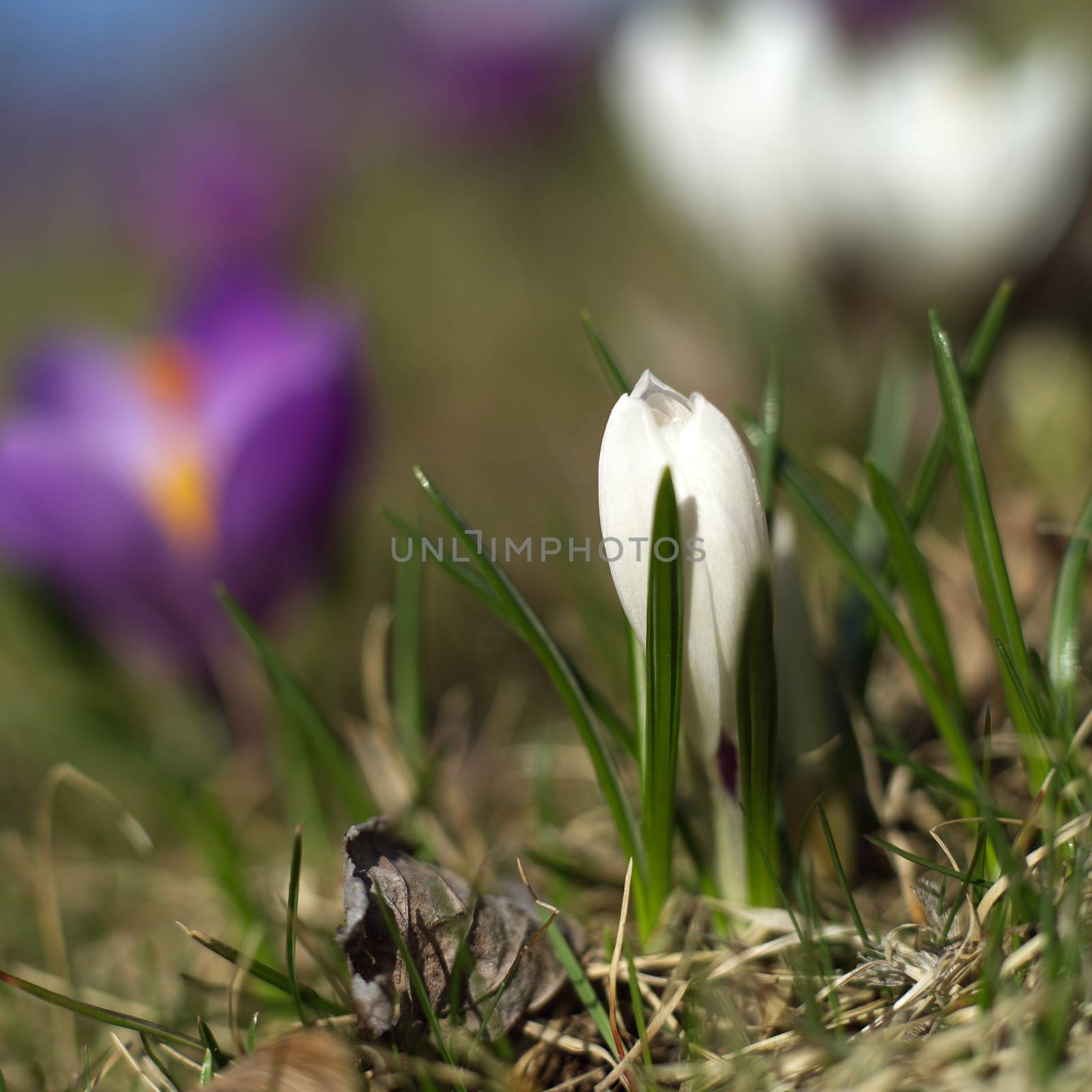 Spring flowers by gemenacom