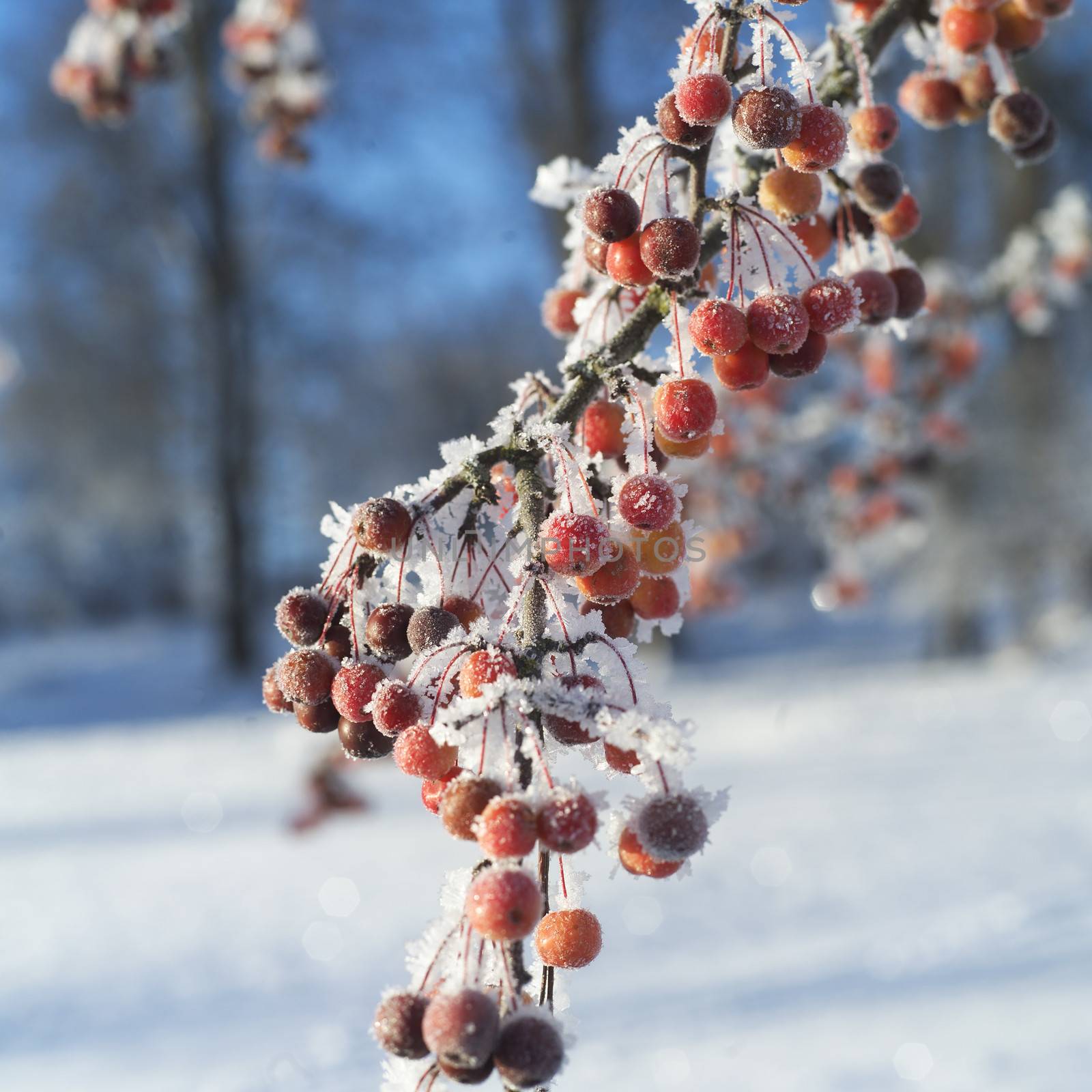 Close up of Rowanberries in winter