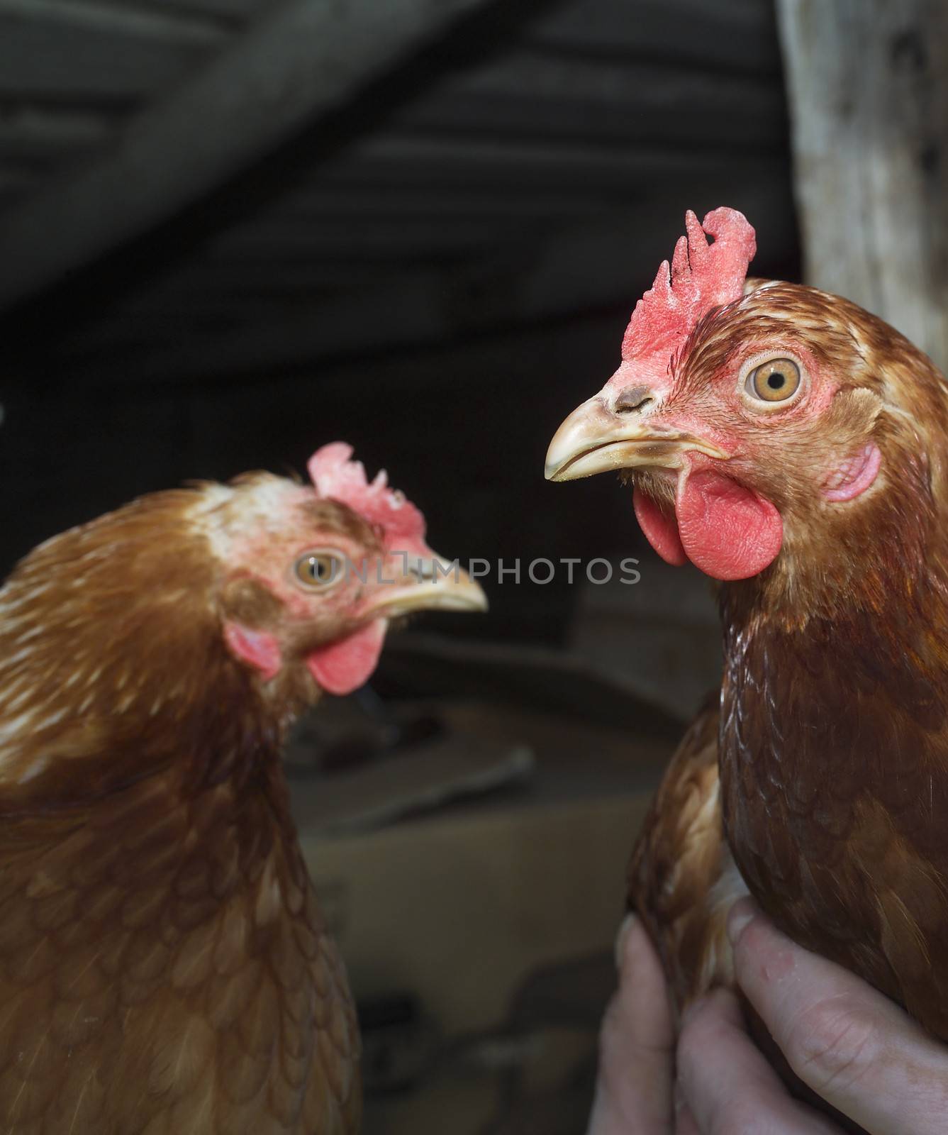 Close up of a Rooster