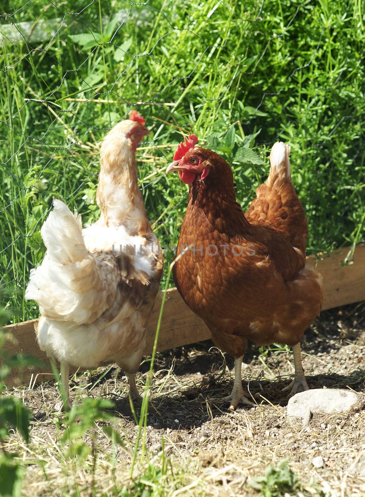 Poultry in a farm environment