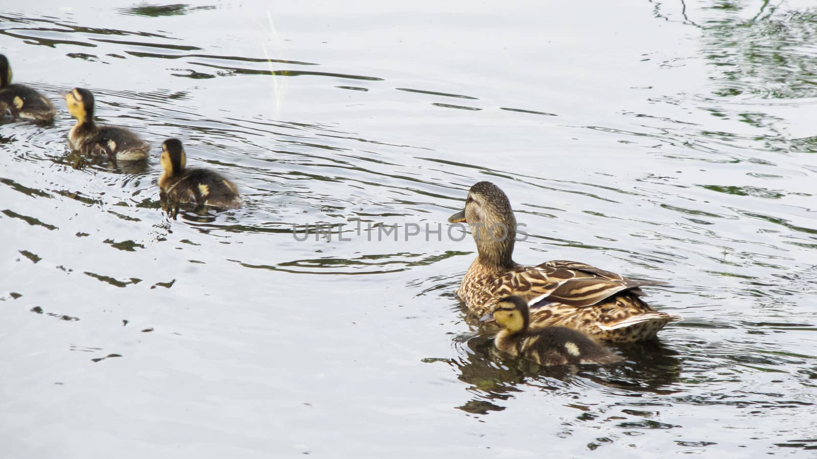 duck with ducklings swimming in a pond