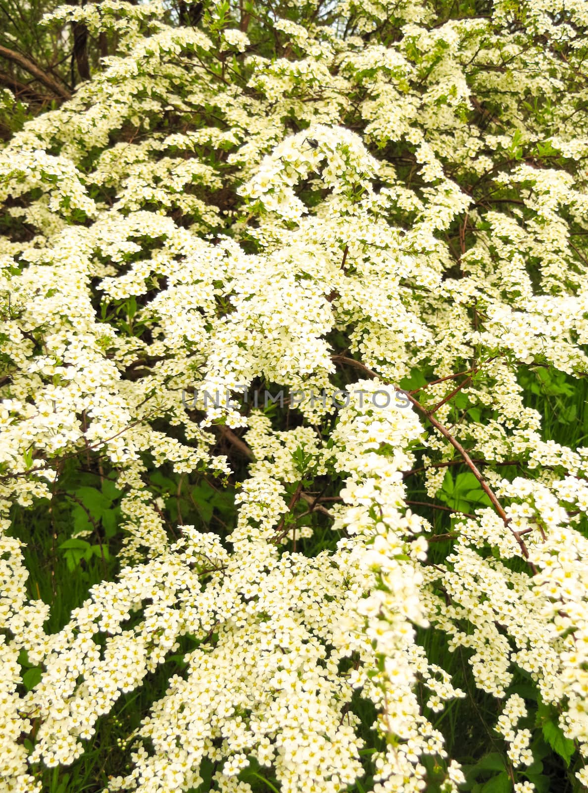 background of white flowers on green foliage