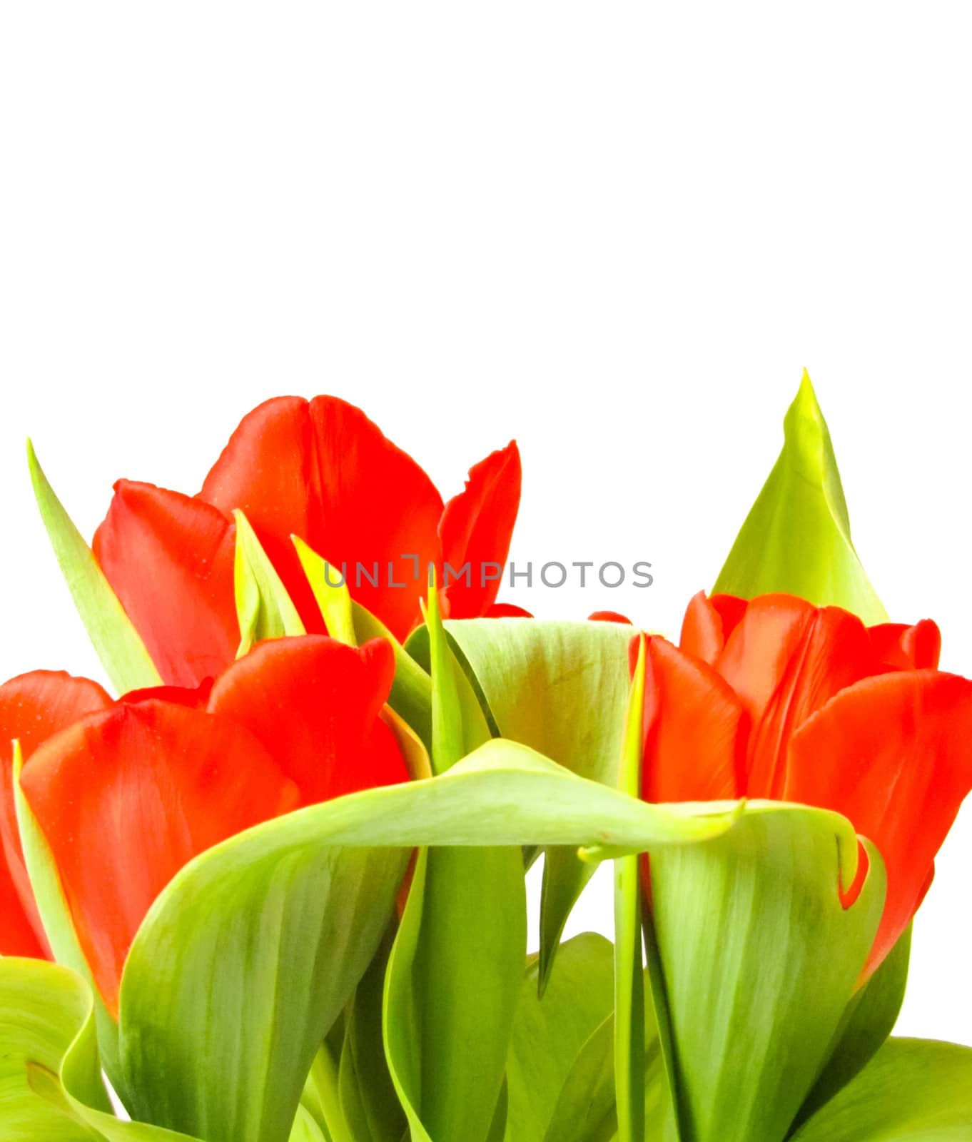 Red tulips with green leaves on a white background