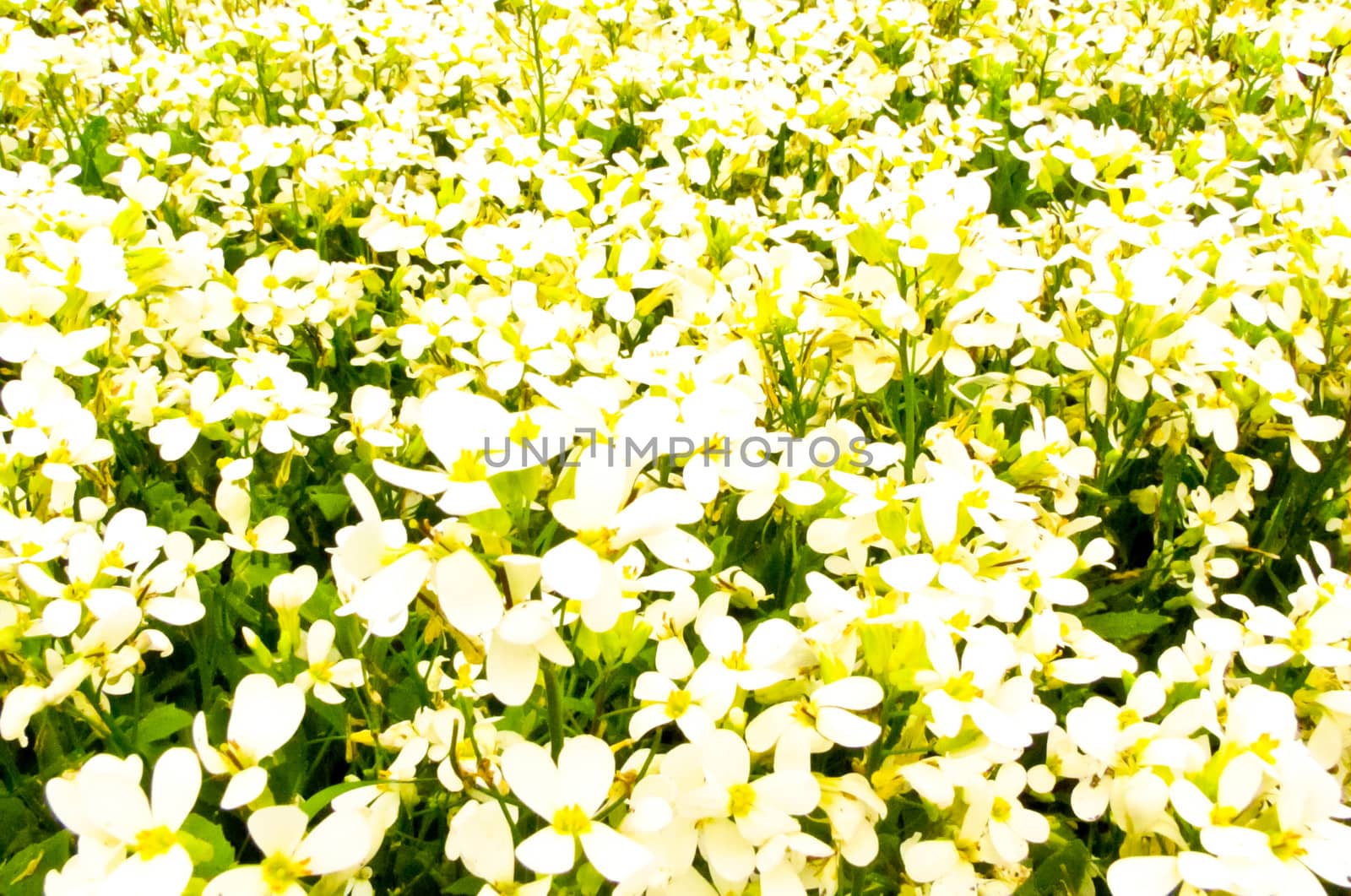 white flowers by rodakm
